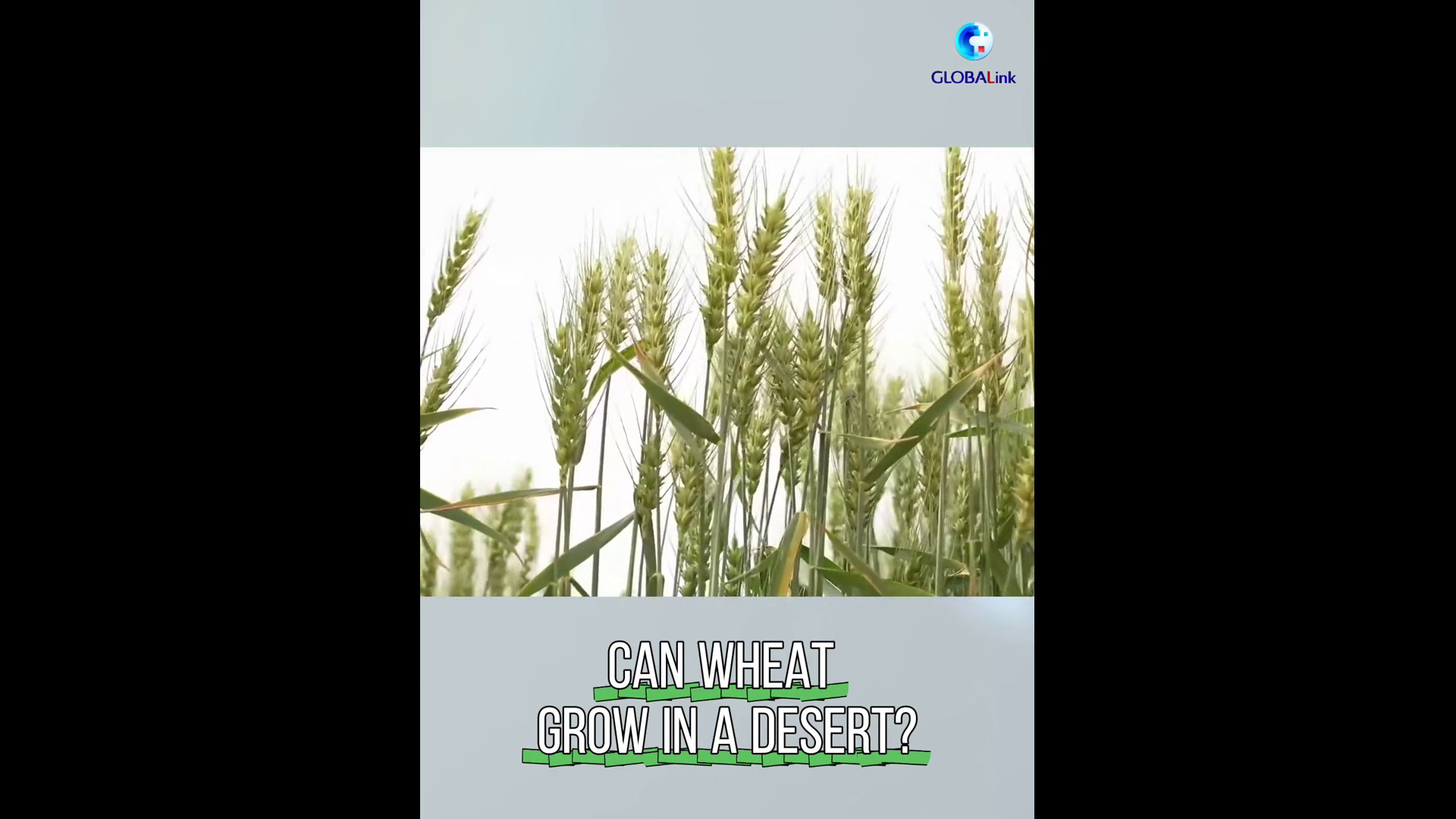 Cina, grazie alle nuove tecnologie il deserto si trasforma in terreno agricolo