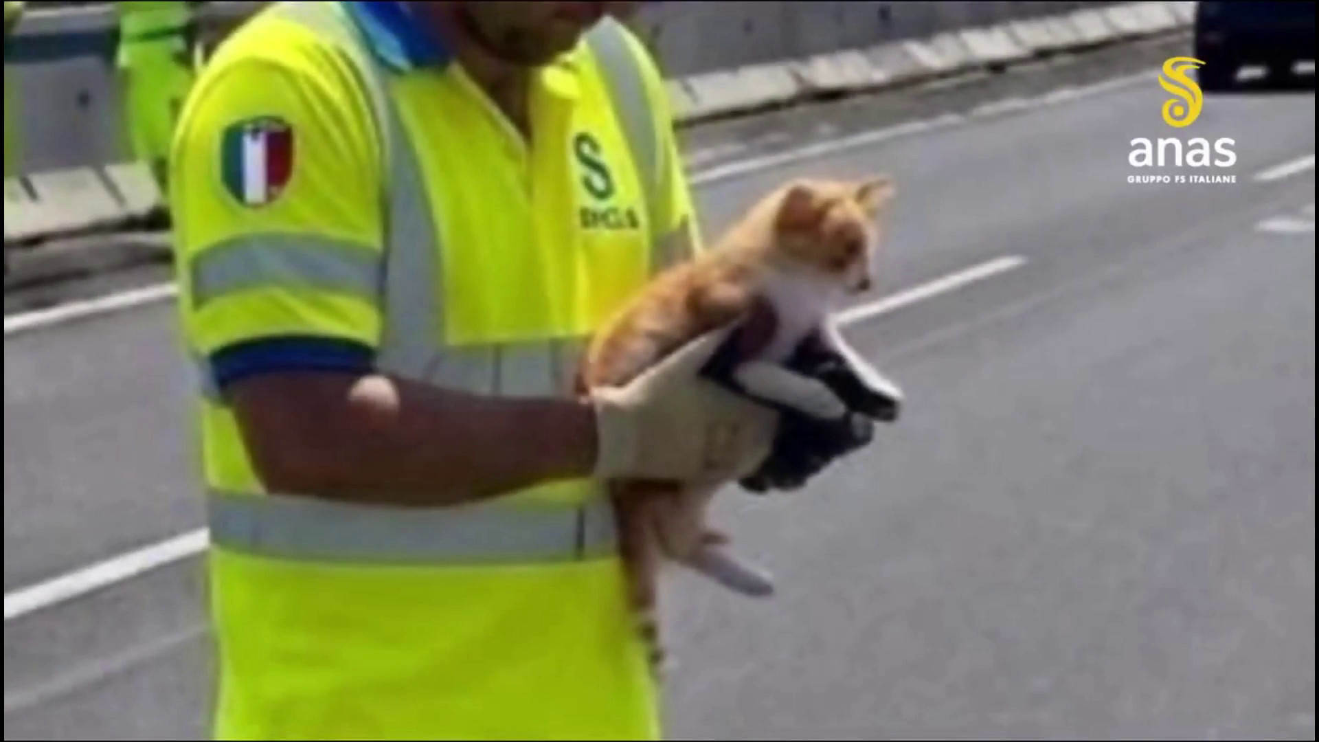 Tangenziale di Catania, un gatto fugge da un'auto, salvato