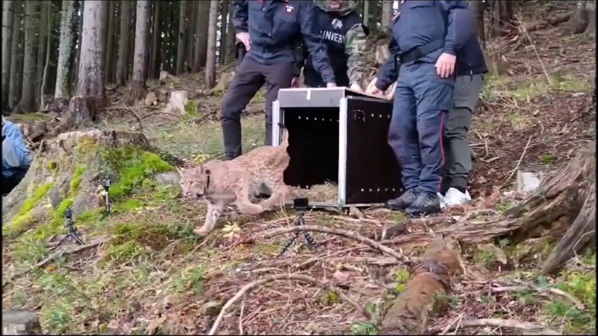 Nella Foresta di Tarvisio il rilascio di un esemplare di lince