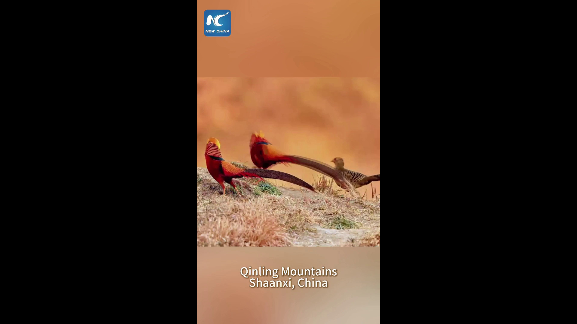 Cina: tre fagiani dorati protagonisti di un corteggiamento grazioso