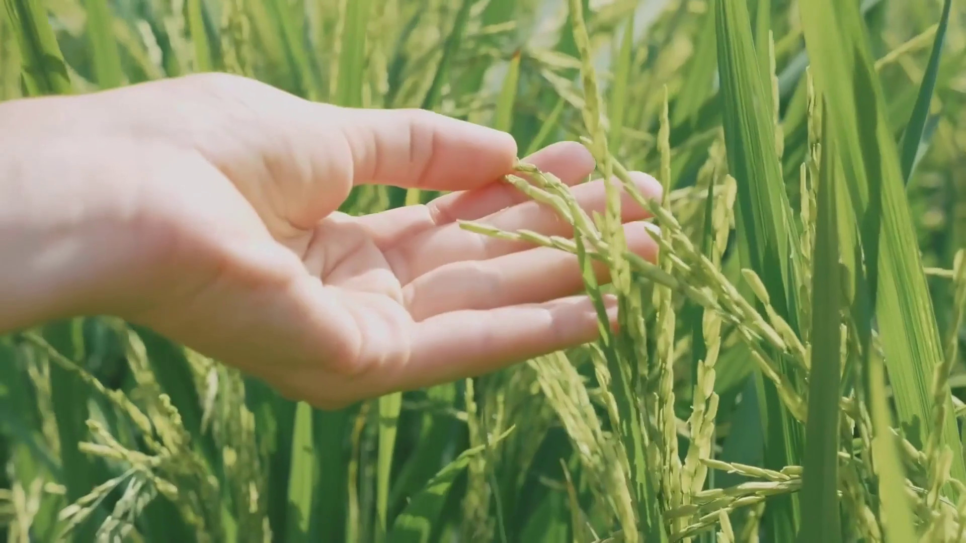 Agroalimentare, Pil in aumento