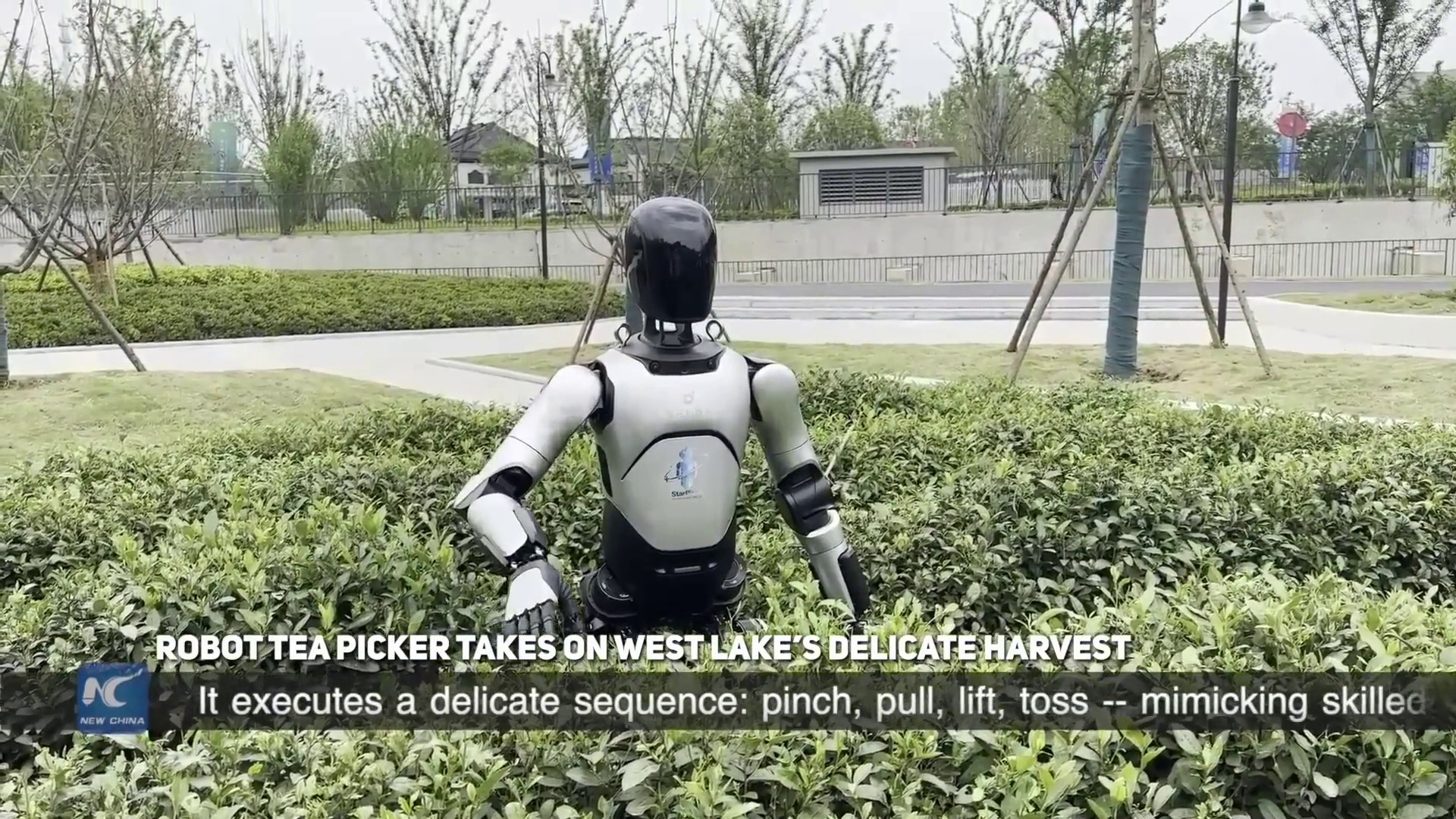 Cina, robot raccoglitore di tè lavora sul delicato raccolto del Lago dell’Ovest