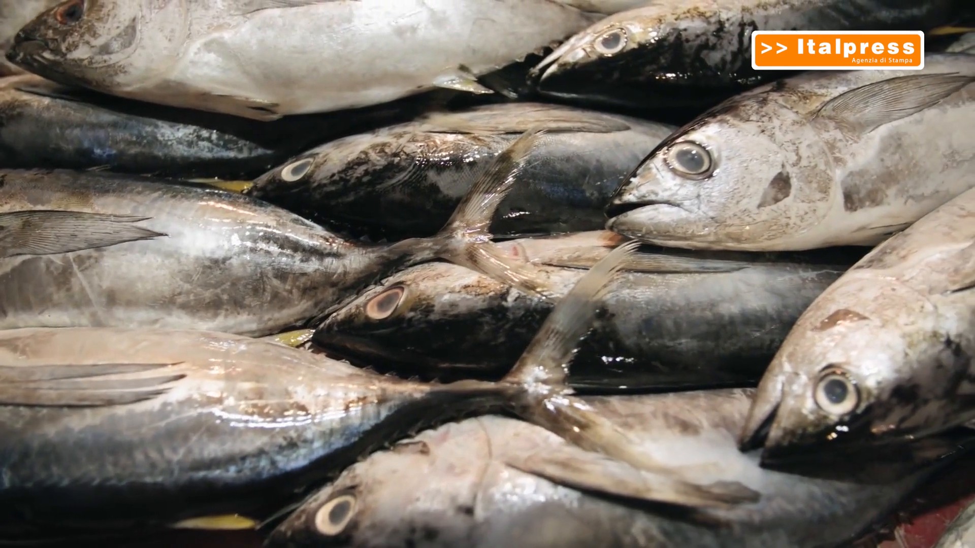 Pesca, in arrivo 10 milioni con 
