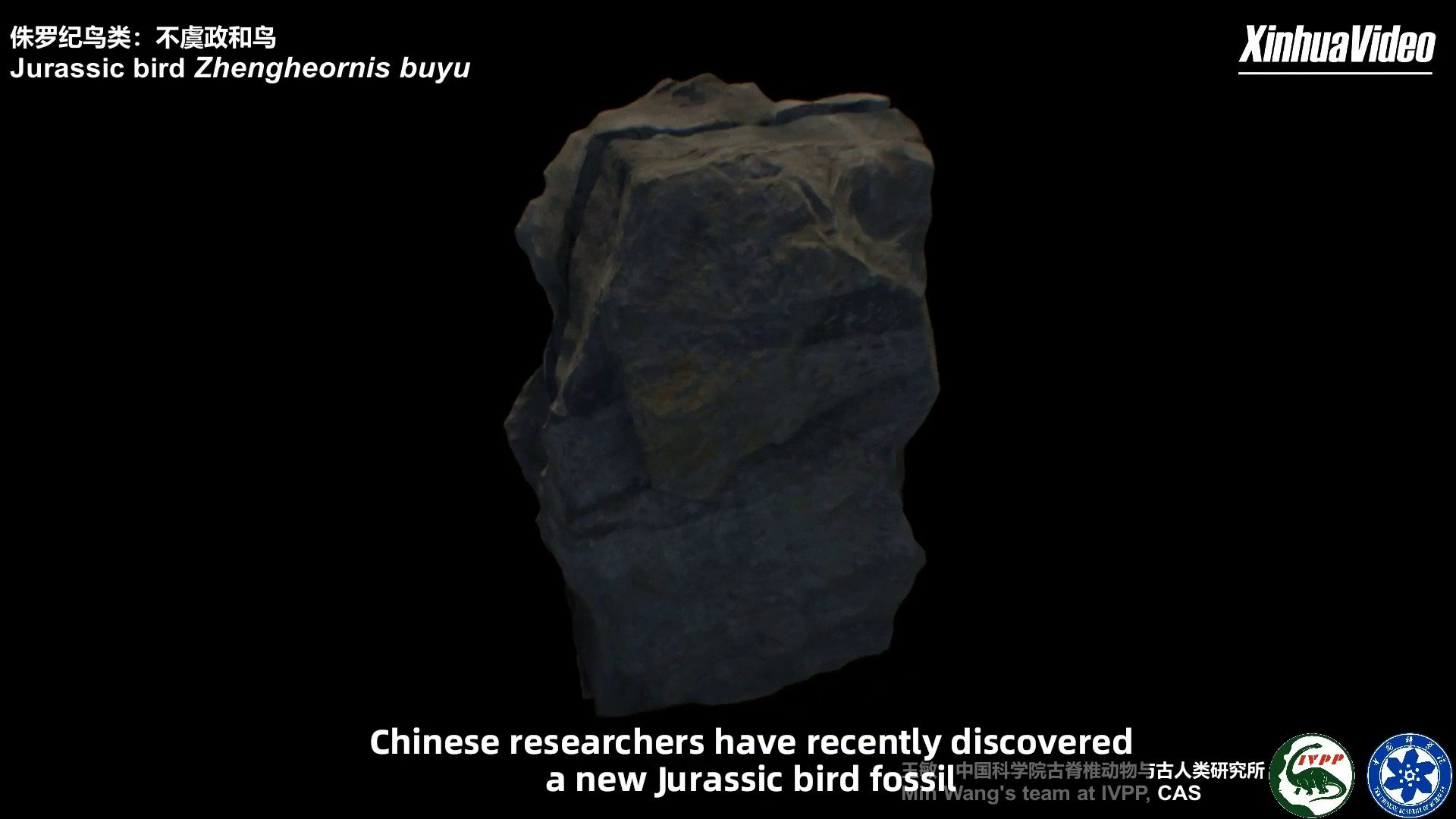 Cina: un nuovo fossile fa luce sull'evoluzione della coda dei volatili