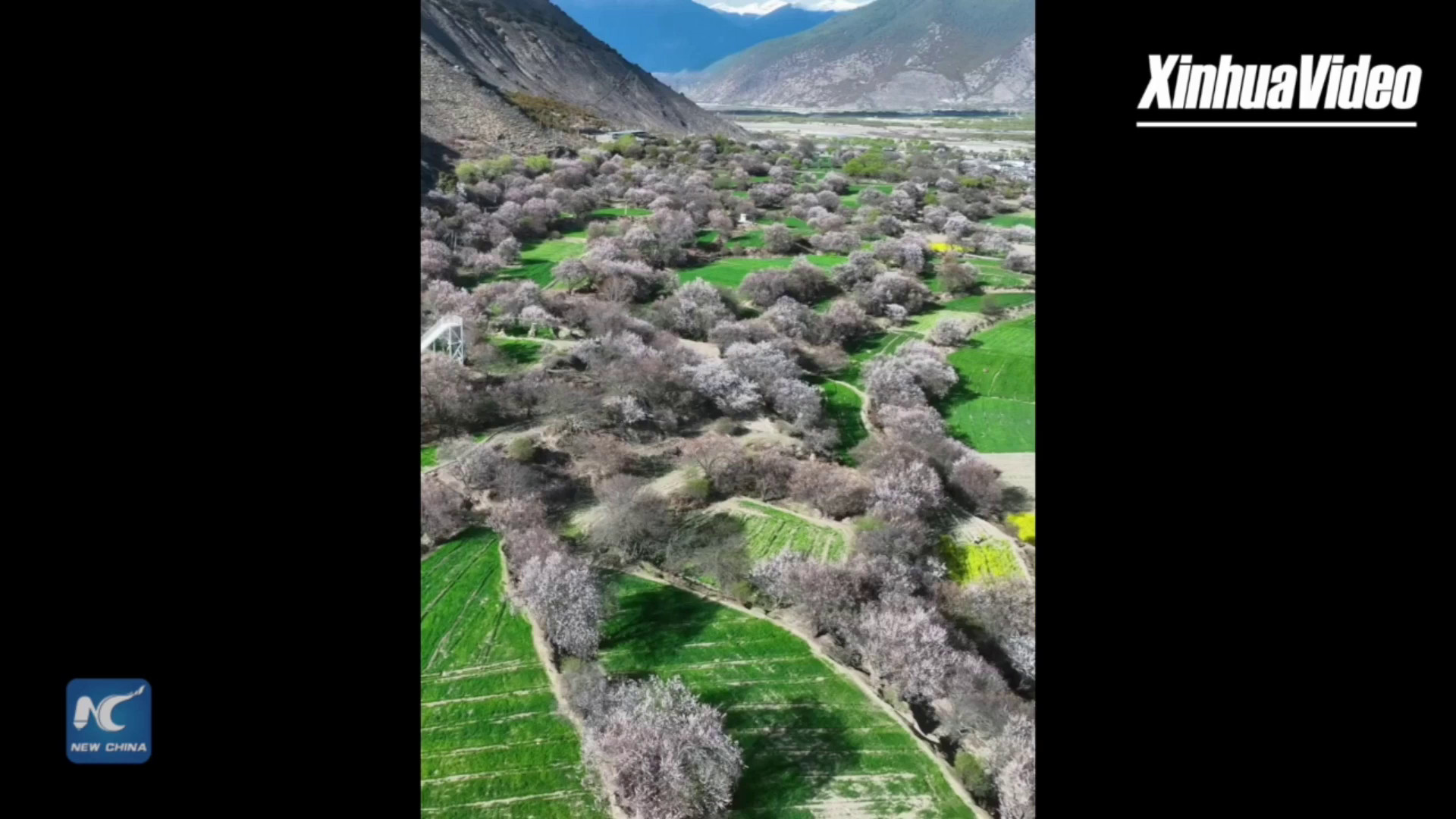Cina: Nyingchi, fiori di pesco creano scenario primaverile da fiaba