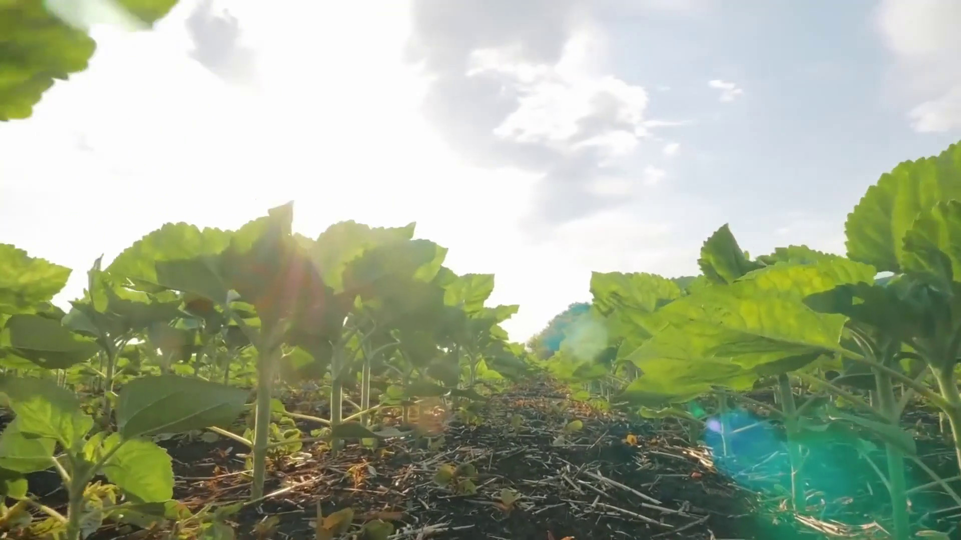 Agricoltura, 500 milioni per il rilancio del settore