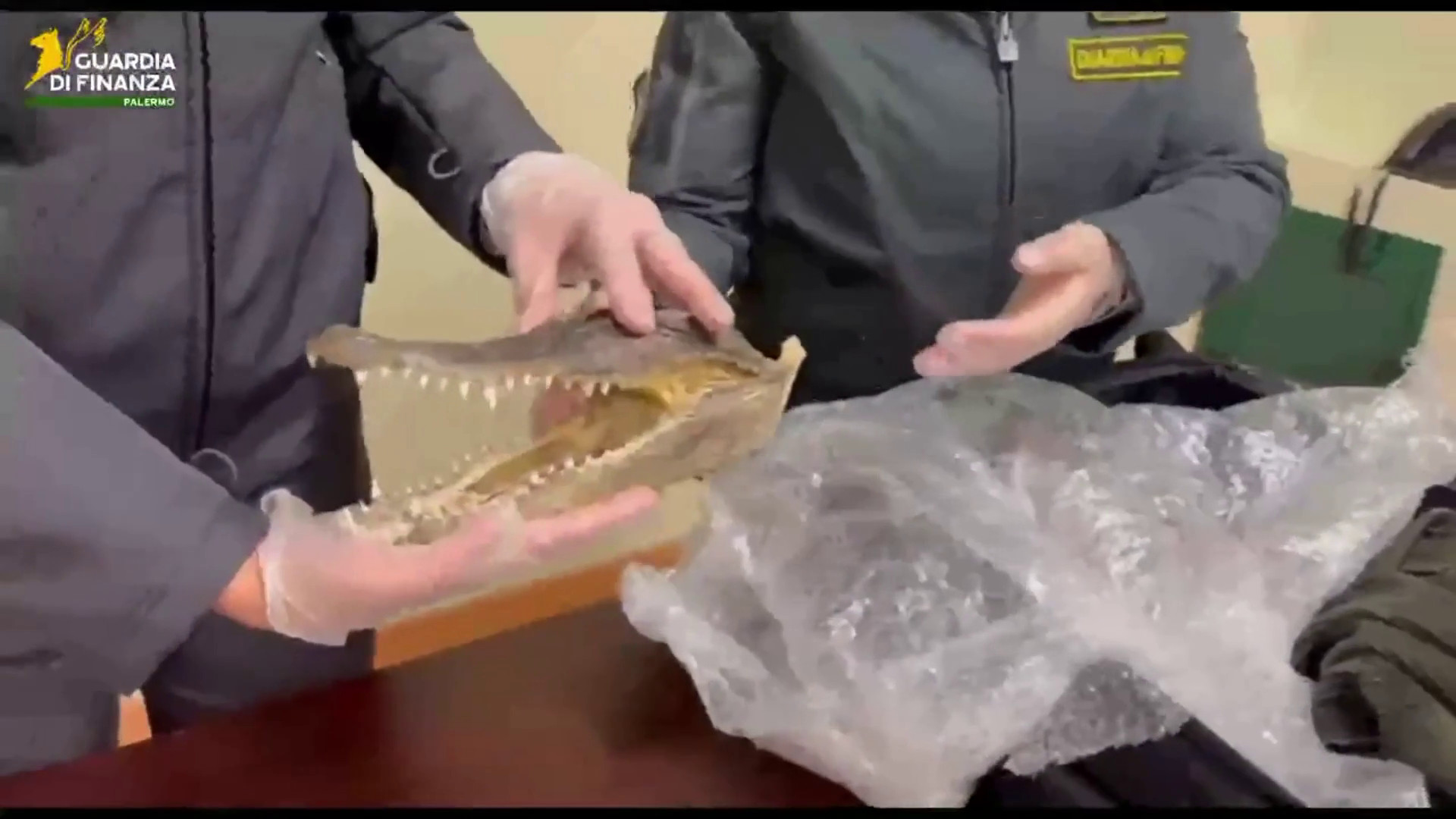 Sequestrata all'aeroporto di Palermo testa di un coccodrillo in via d'estinzione