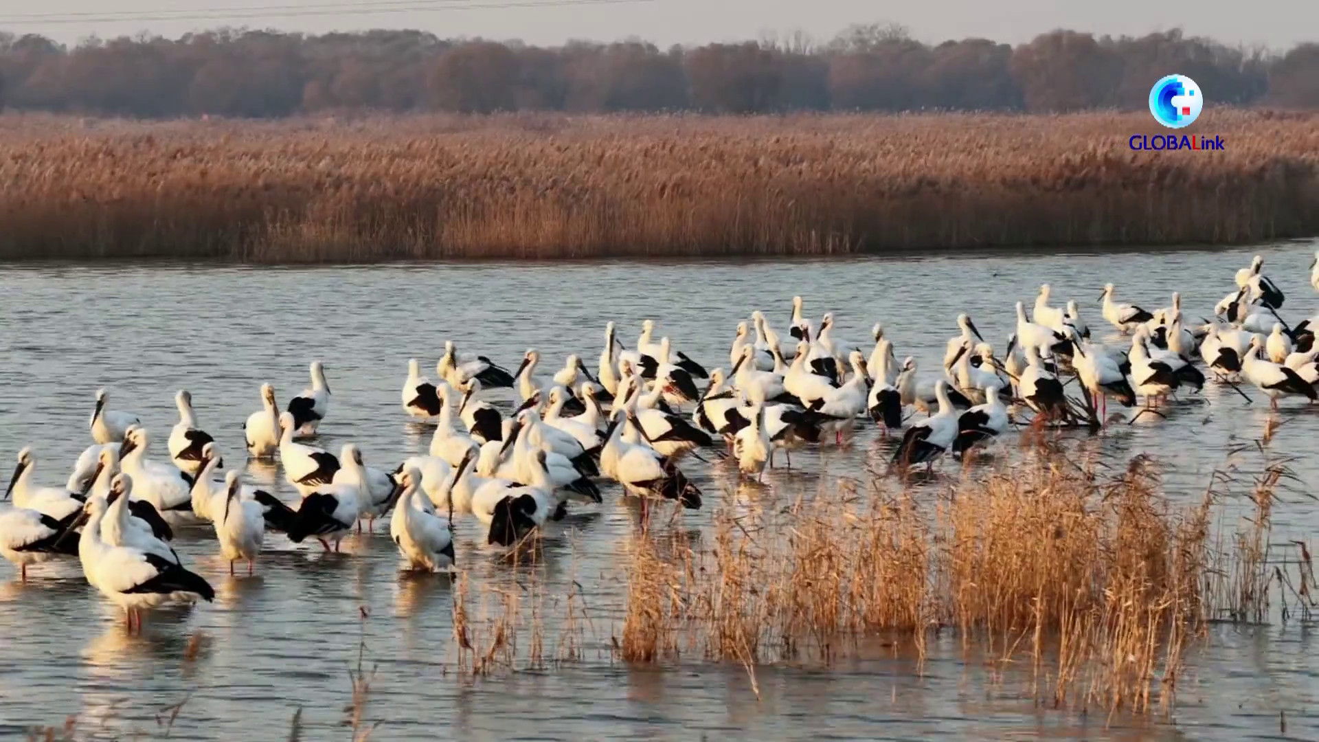 Cina progetta corridoi aerei più sicuri e intelligenti per uccelli migratori