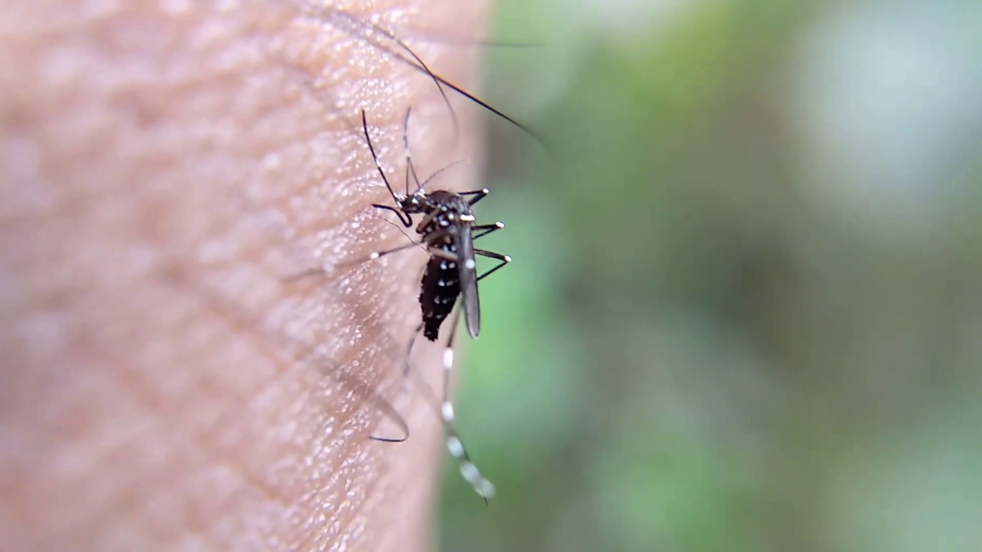In Italia cresce l'attenzione sulle malattie infettive tropicali