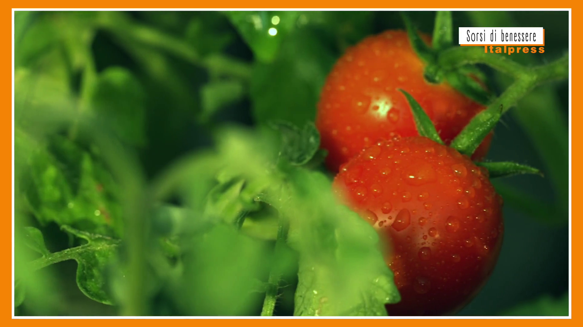 Sorsi di benessere - Il pomodoro 