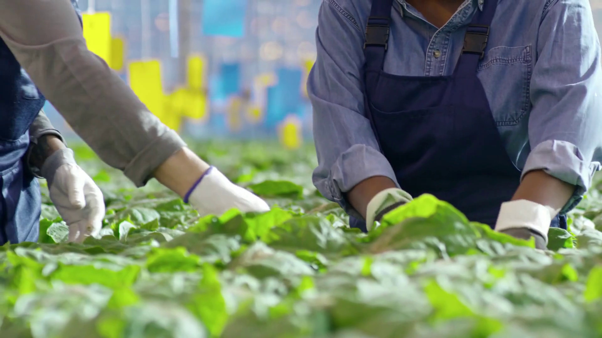 Corte dei Conti Ue, poco efficaci i fondi per l'innovazione in agricoltura