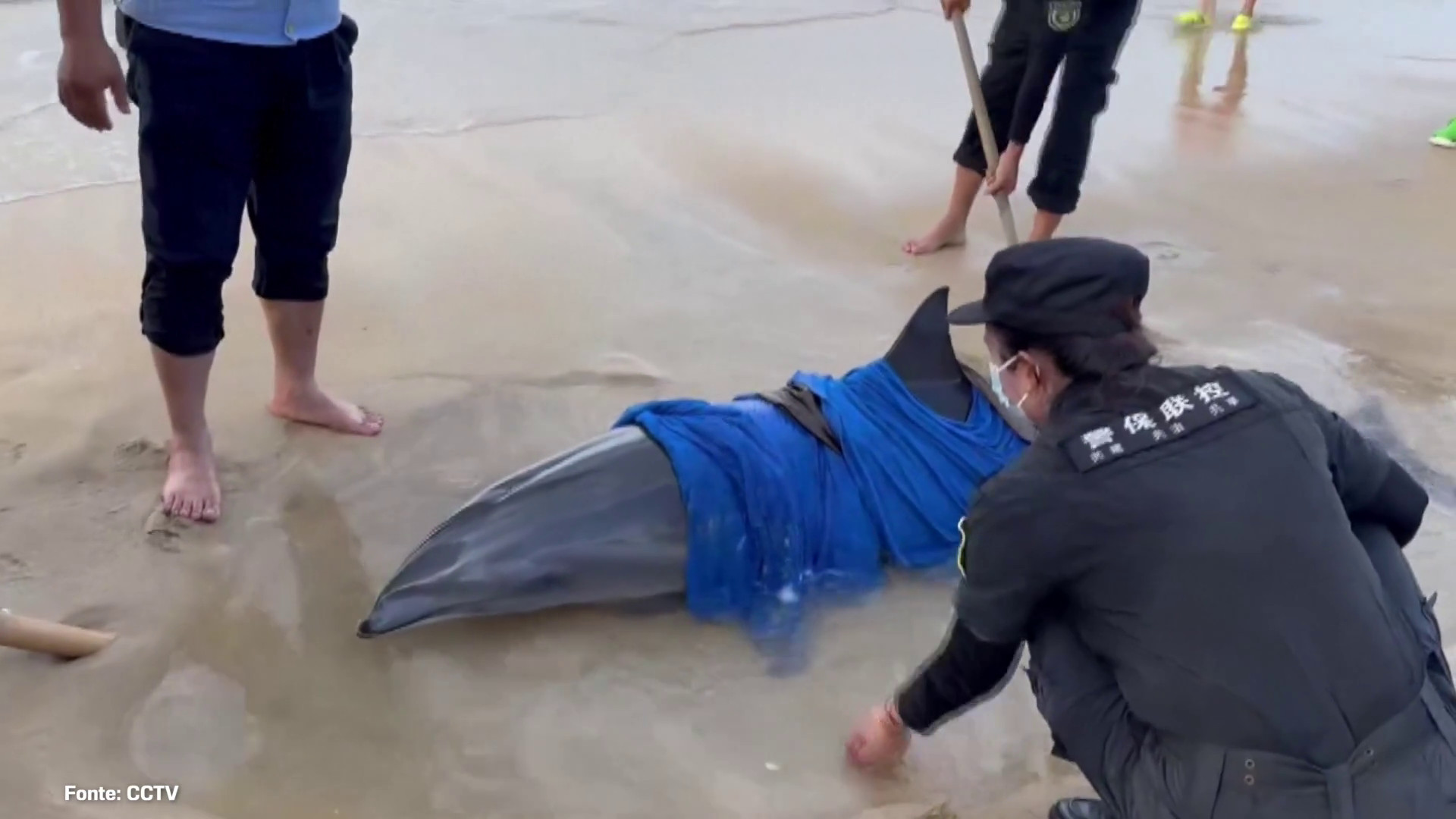 Un delfino spiaggiato salvato nella Cina meridionale