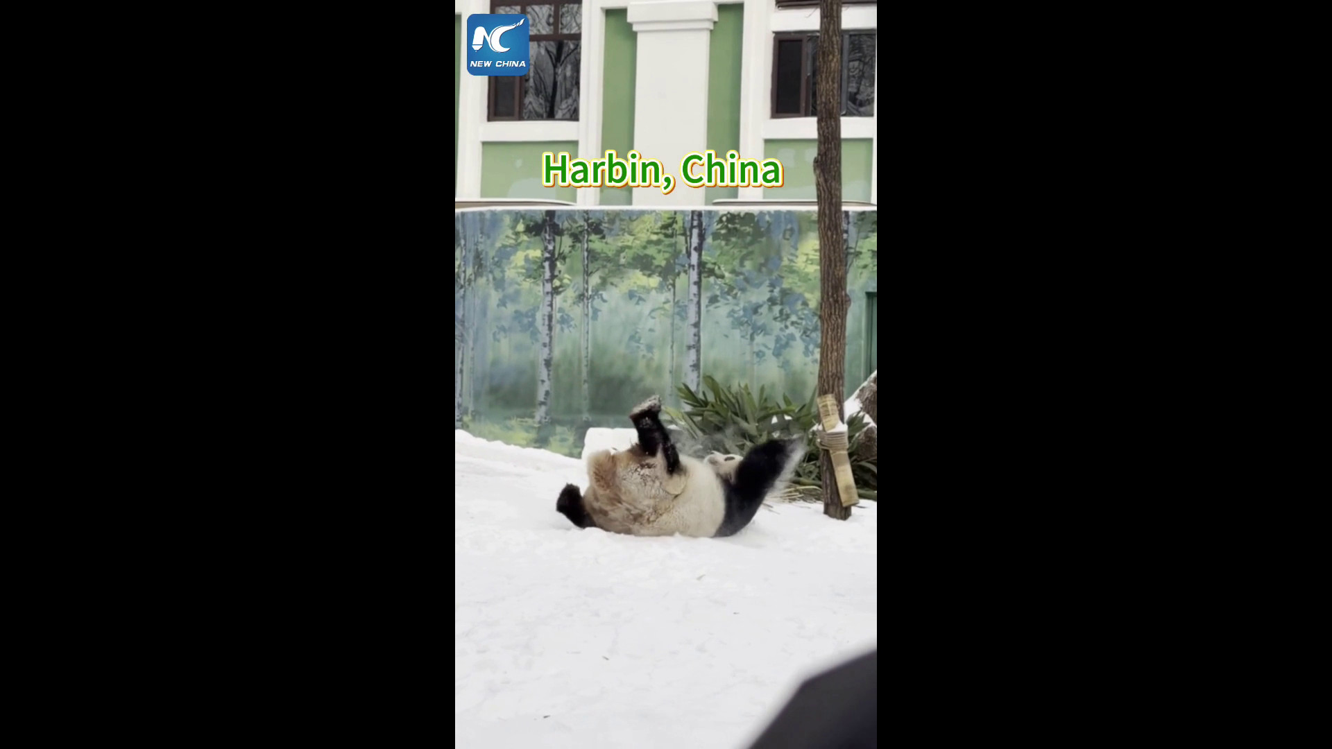 Cina: un panda gigante si diverte sulla neve a Harbin