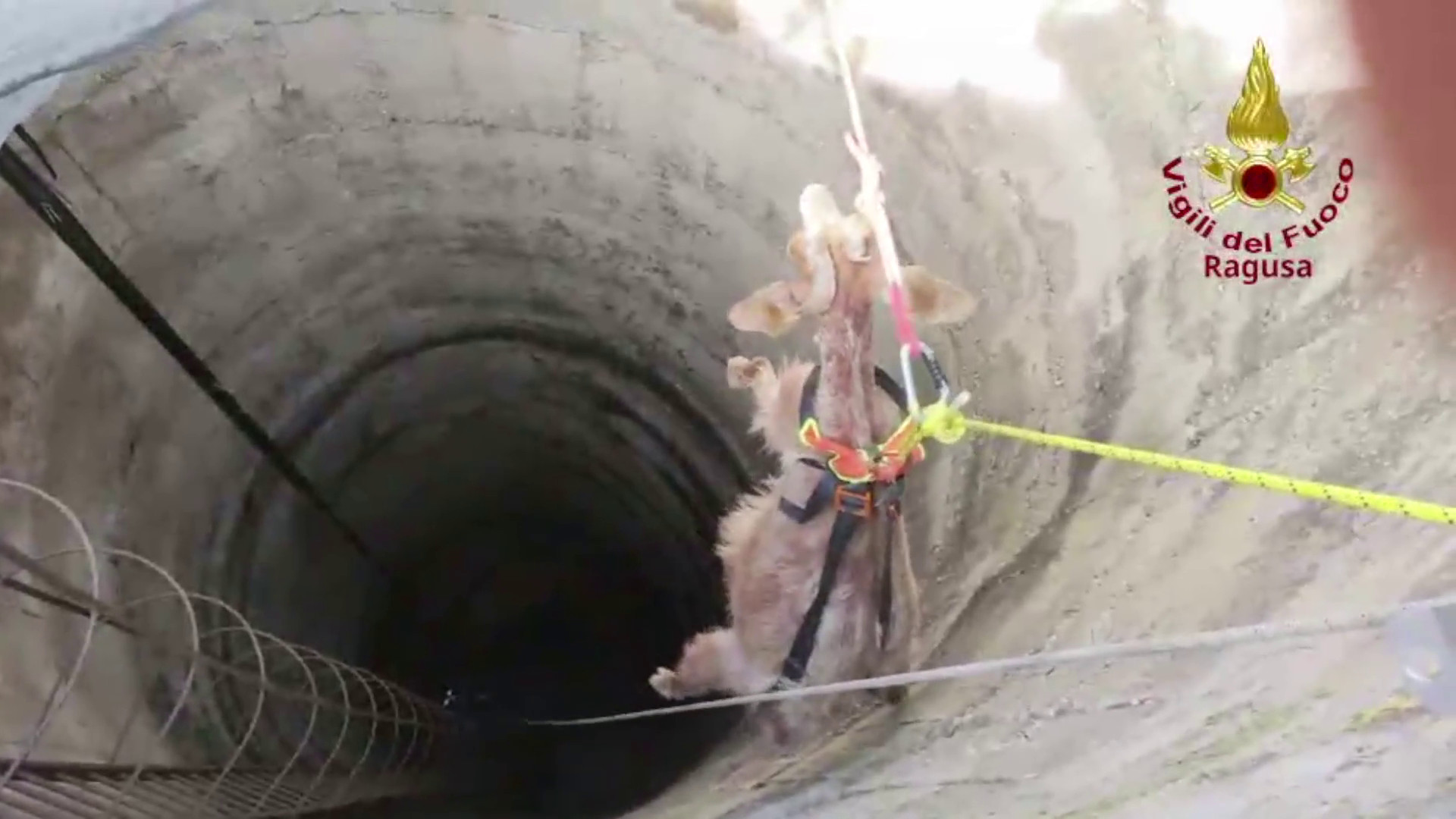 Una capra cade in un pozzo profondo 15 metri, le immagini