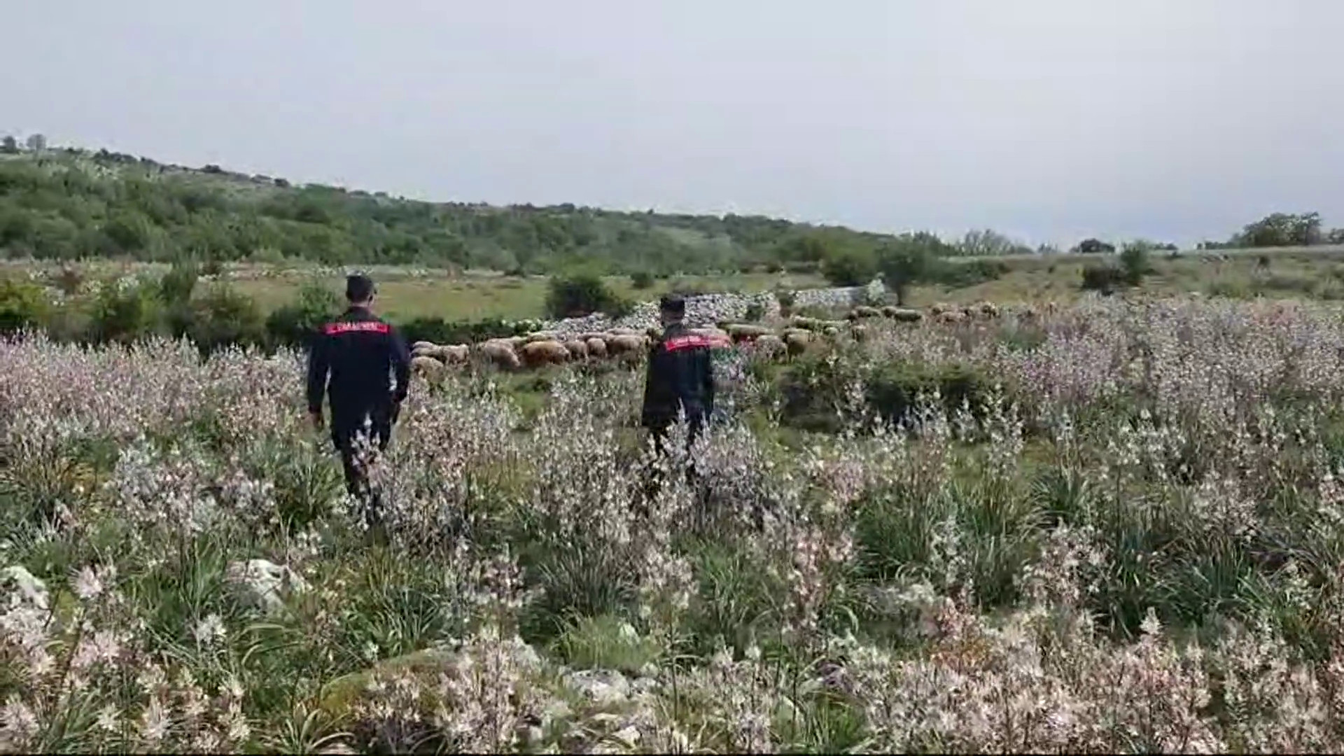 Truffa all'Ue in Alta Murgia, sequestrati 400 mila euro