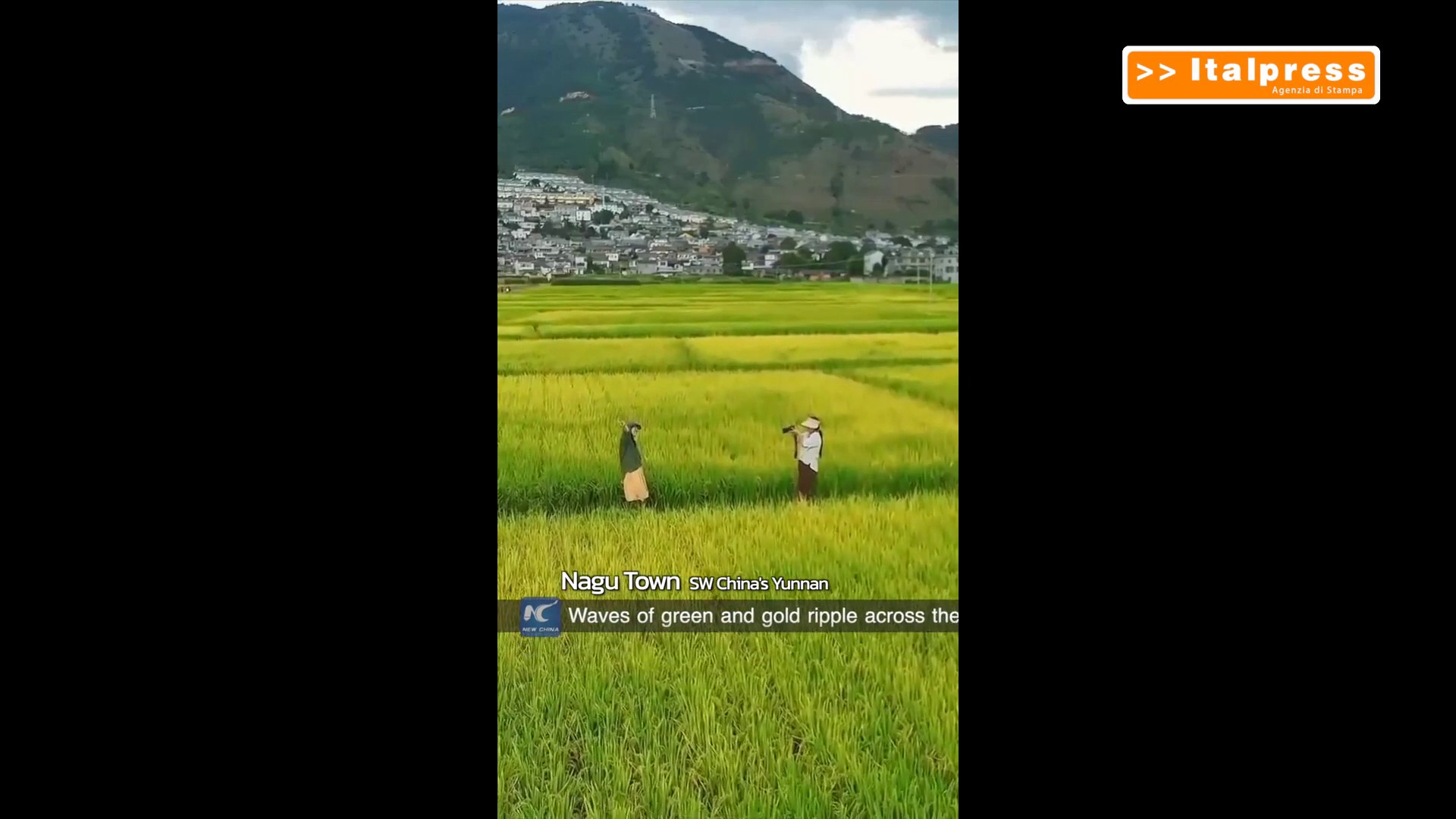 Cina: onde dorate nelle risaie dello Yunnan