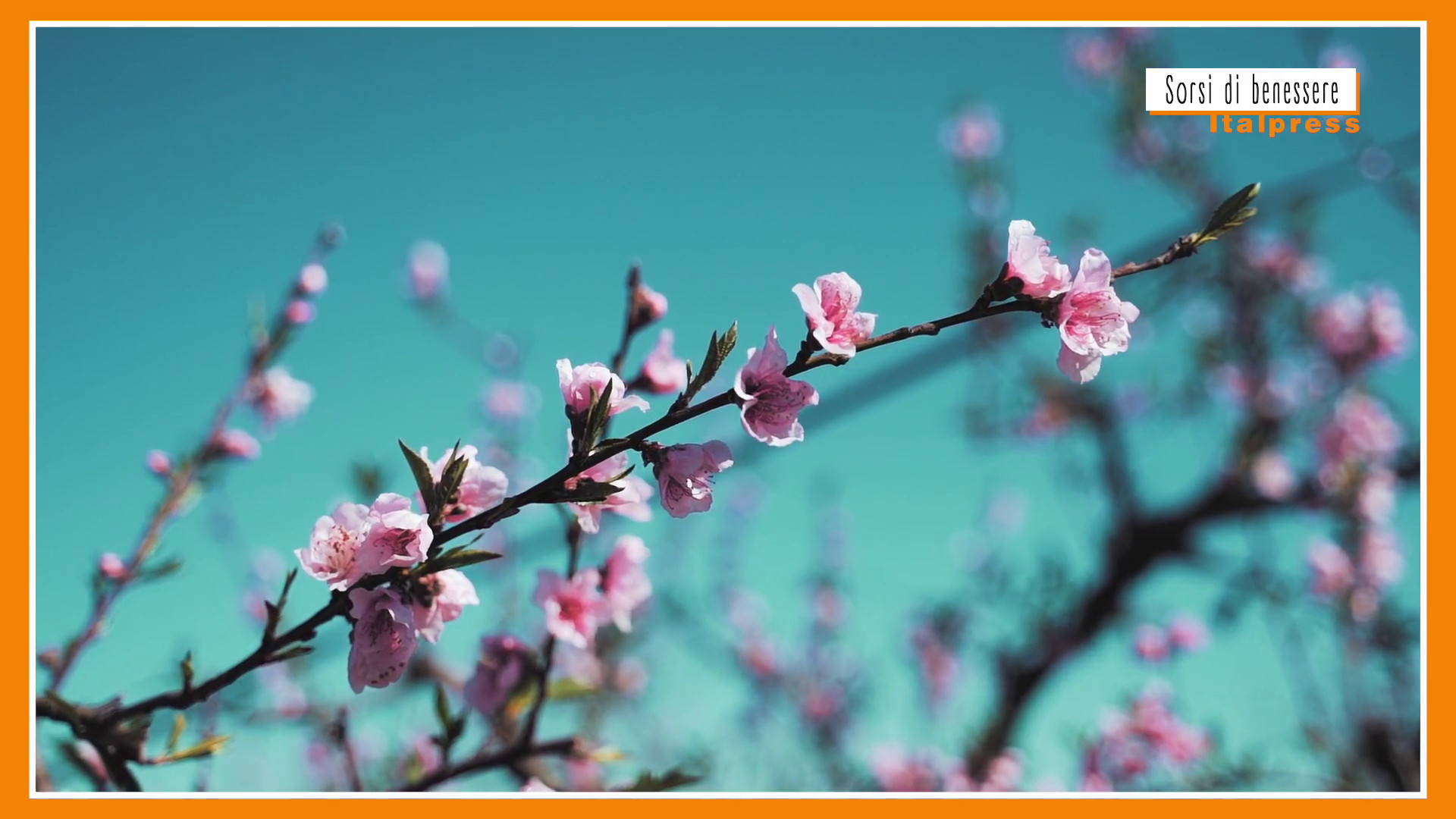 Sorsi di benessere - La tisana giusta per iniziare la primavera