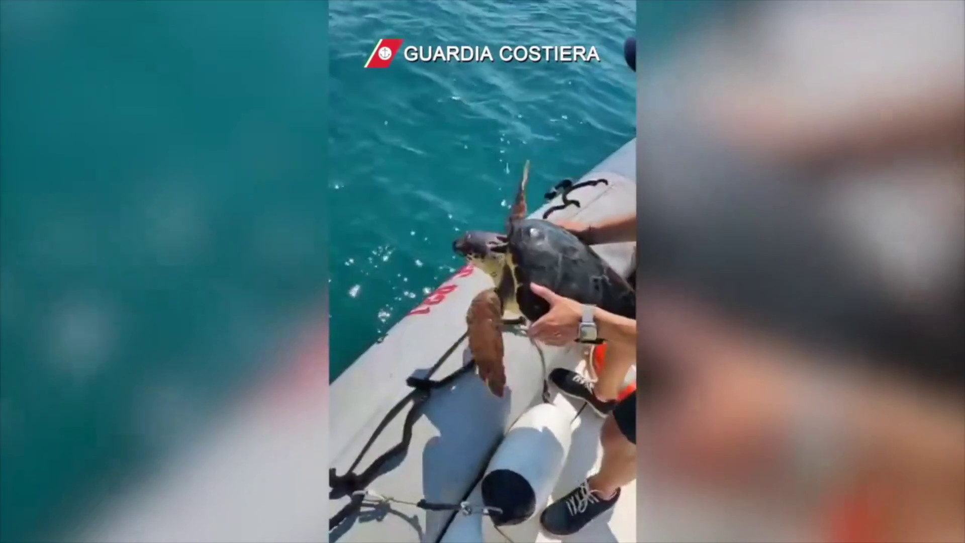 Guardia costiera di Pozzallo soccorre tartaruga Caretta caretta