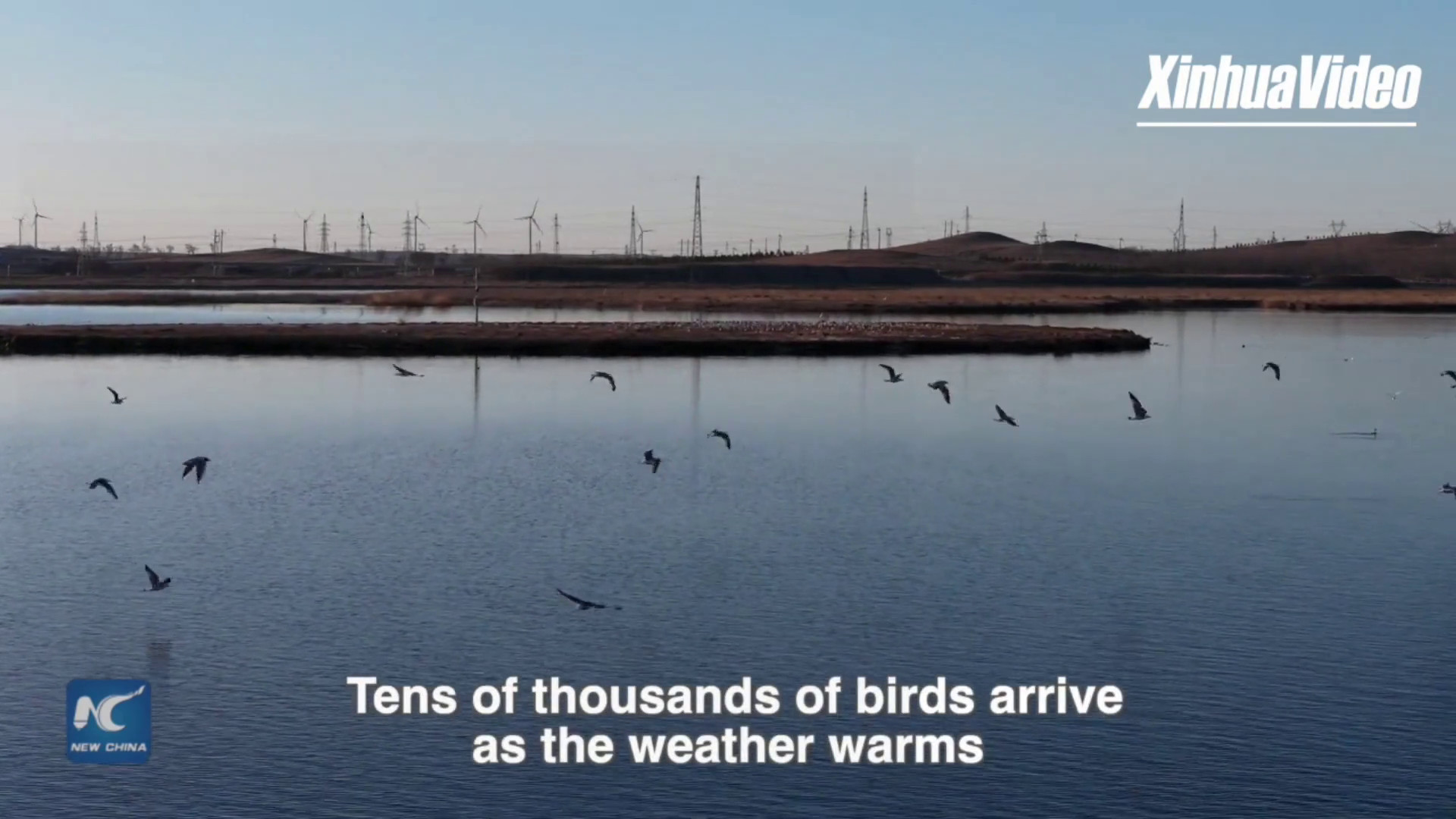 Cina, uccelli migratori tornano nella zona umida di Kangba Noel
