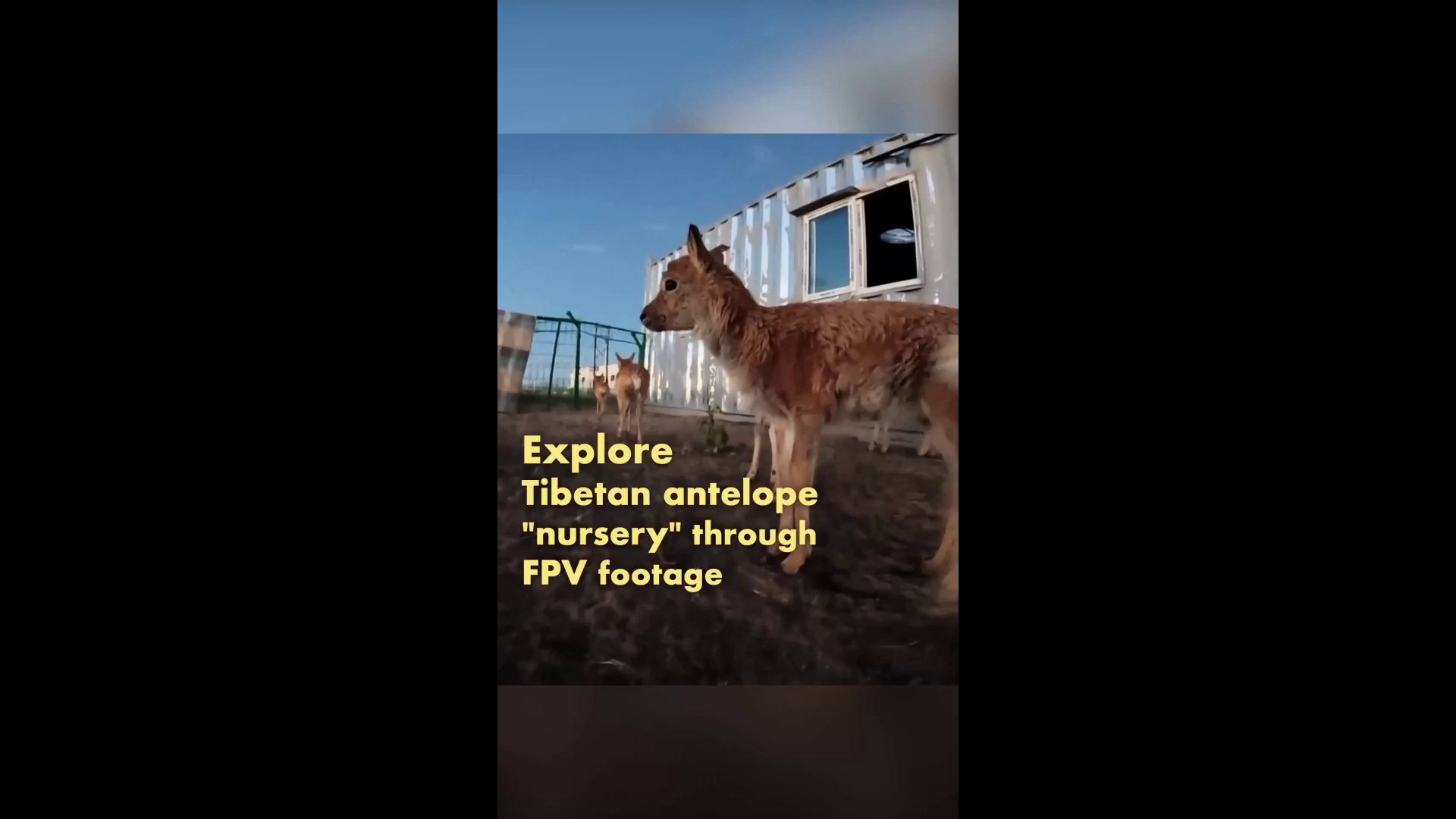 Cina: esplora la “nursery” di antilope tibetana con riprese in prima persona