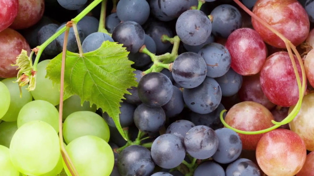Viticoltura, con Life Green Grapes 50% fitofarmaci in meno