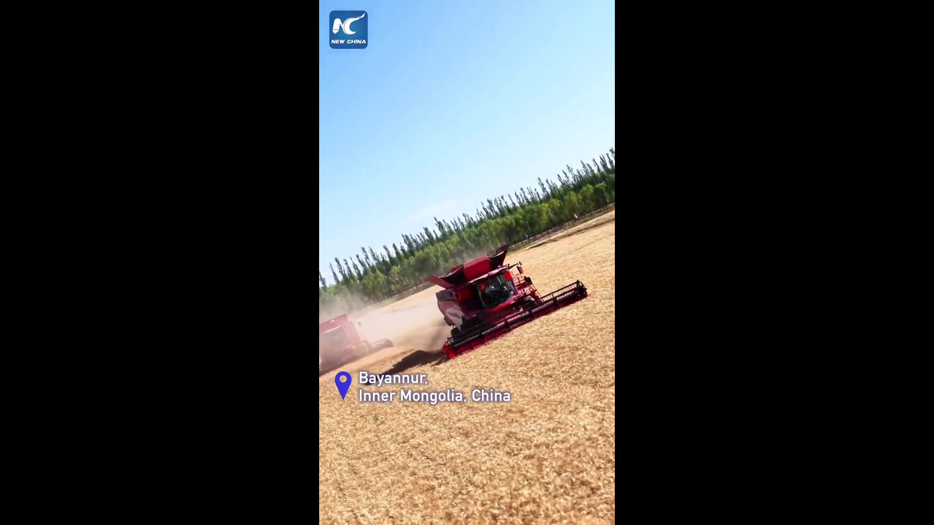 Cina, mietitrebbie giganti nei campi di grano estivo