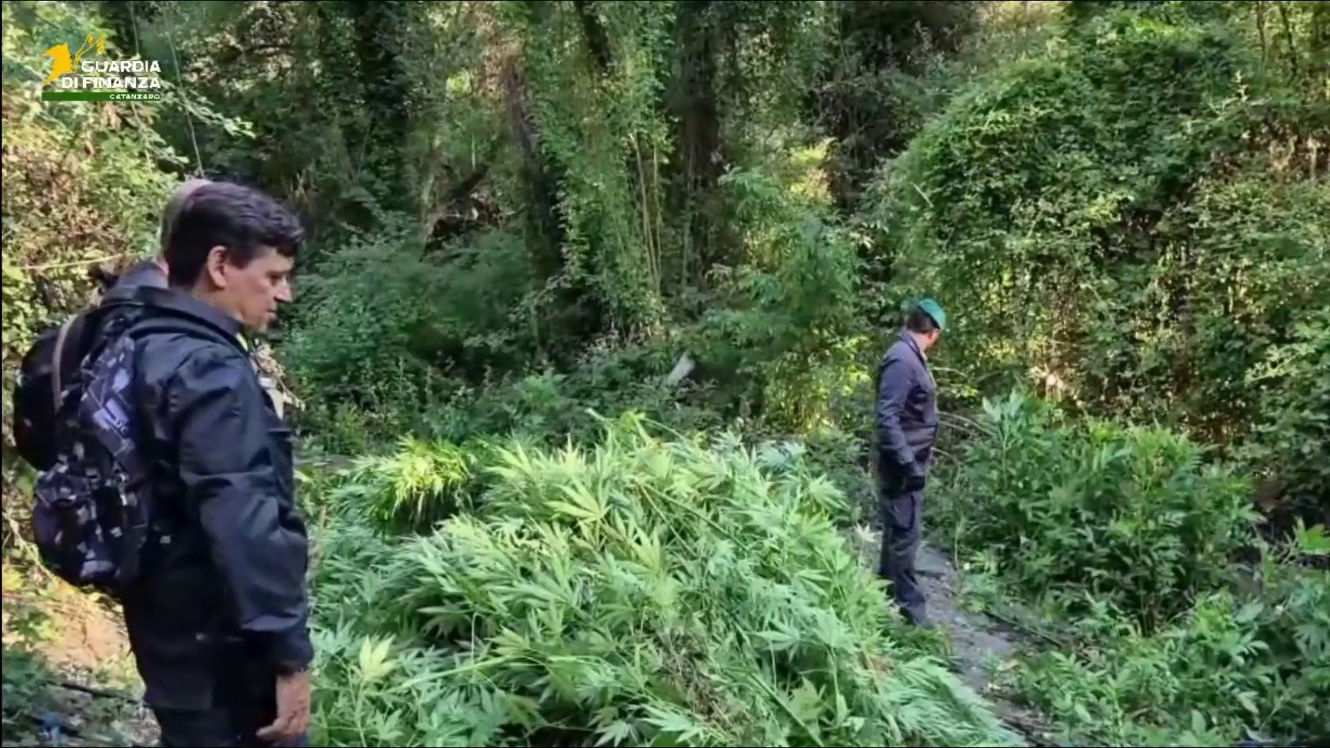Scoperte 1300 piante di canapa indiana, maxi-sequestro nel Catanzarese