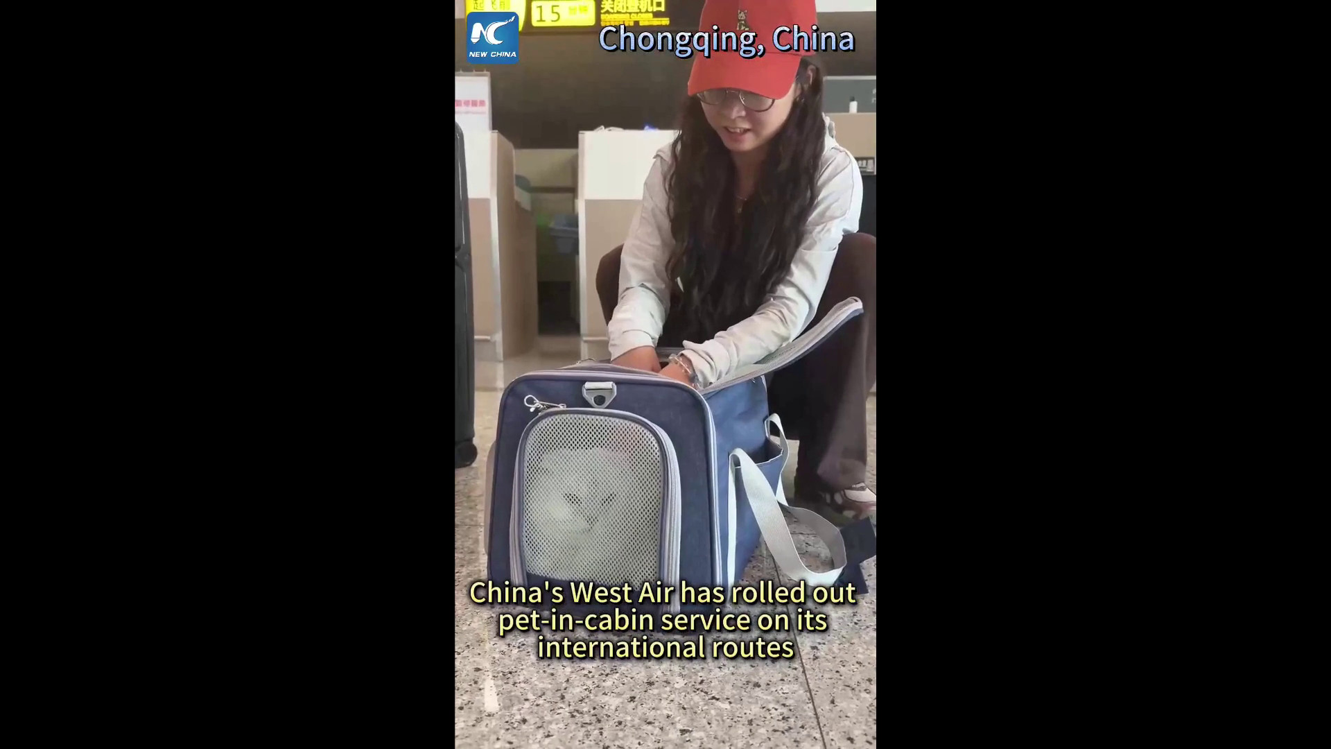 Cina, West Air lancia servizio per animali domestici su voli internazionali