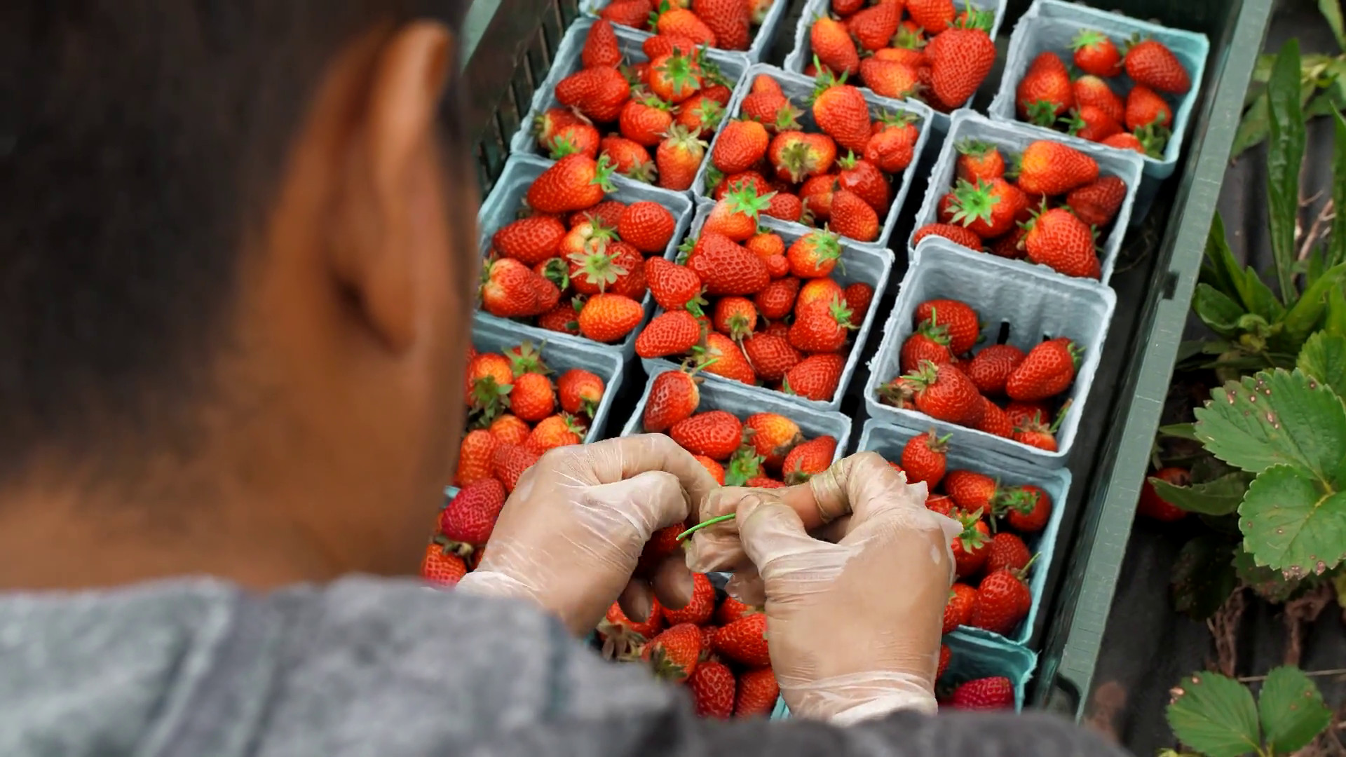 41 milioni di euro per assicurazioni agevolate in agricoltura