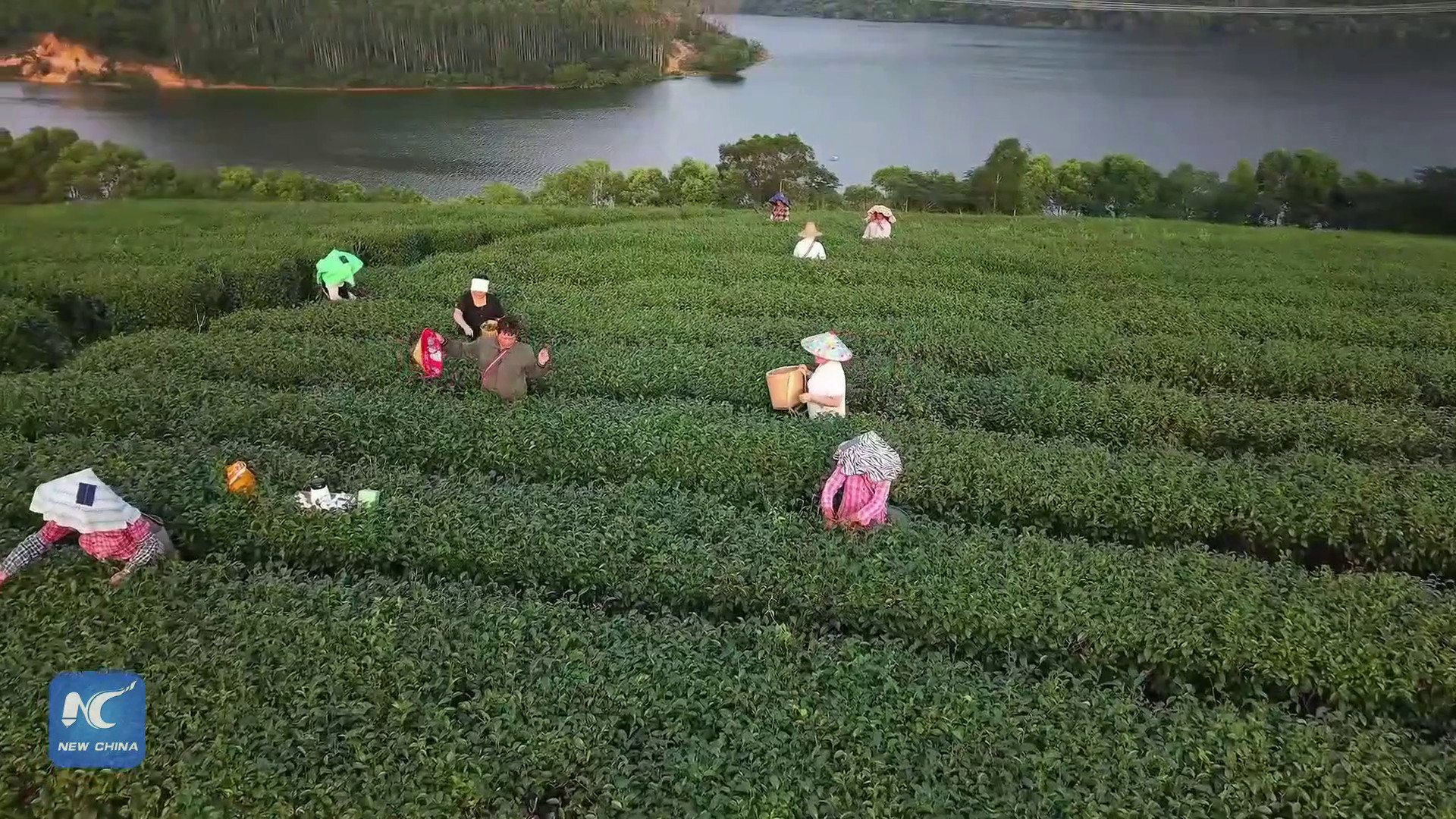 Cina: in corso la raccolta autunnale del tè sulle colline del Guangdong