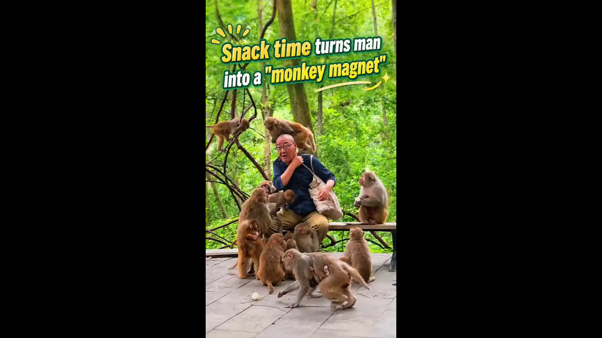 Cina: visitatore con cibo viene circondato dai macachi selvatici