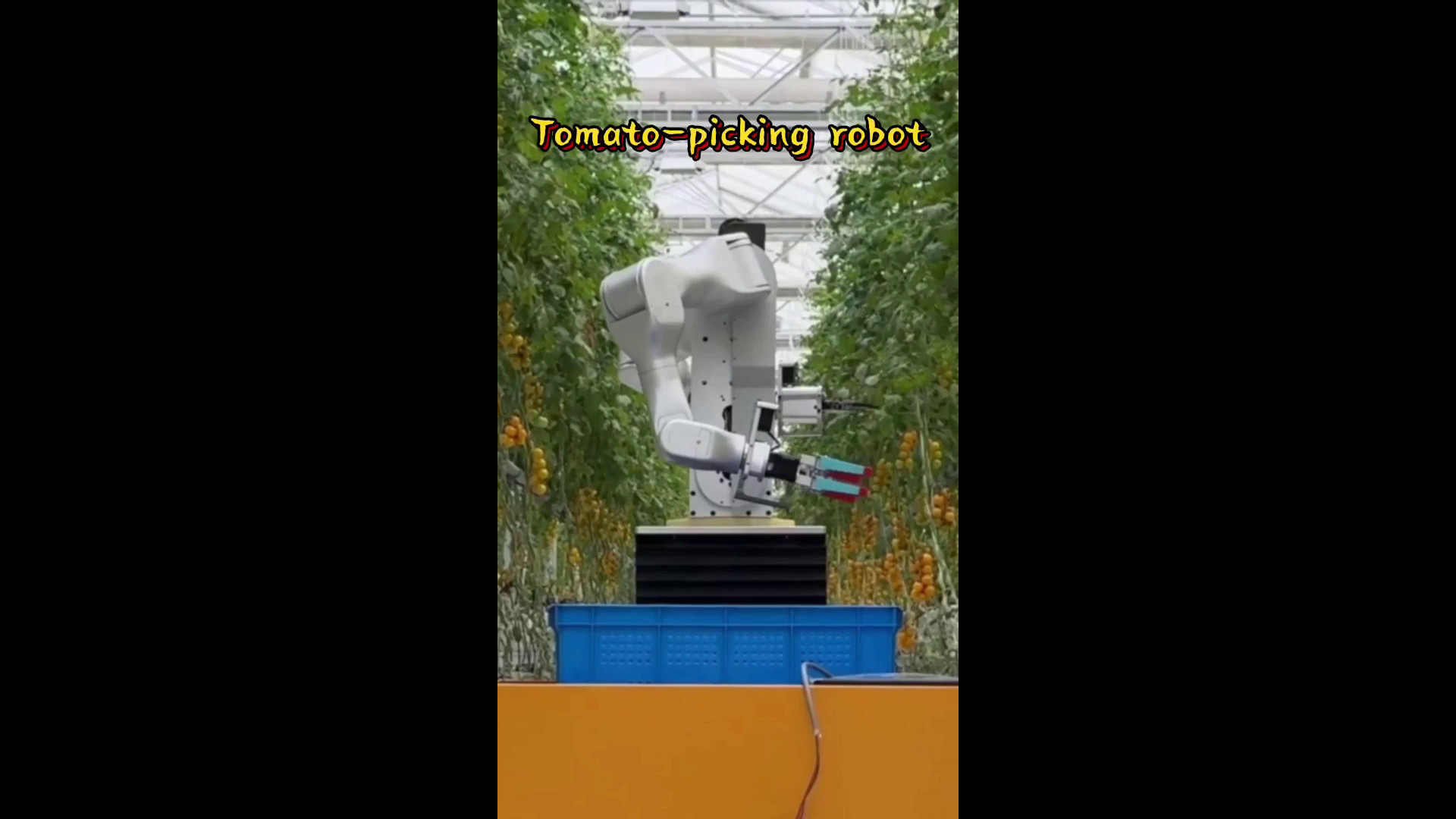 Cina, ricercatori sviluppano robot umanoide per la raccolta dei pomodori