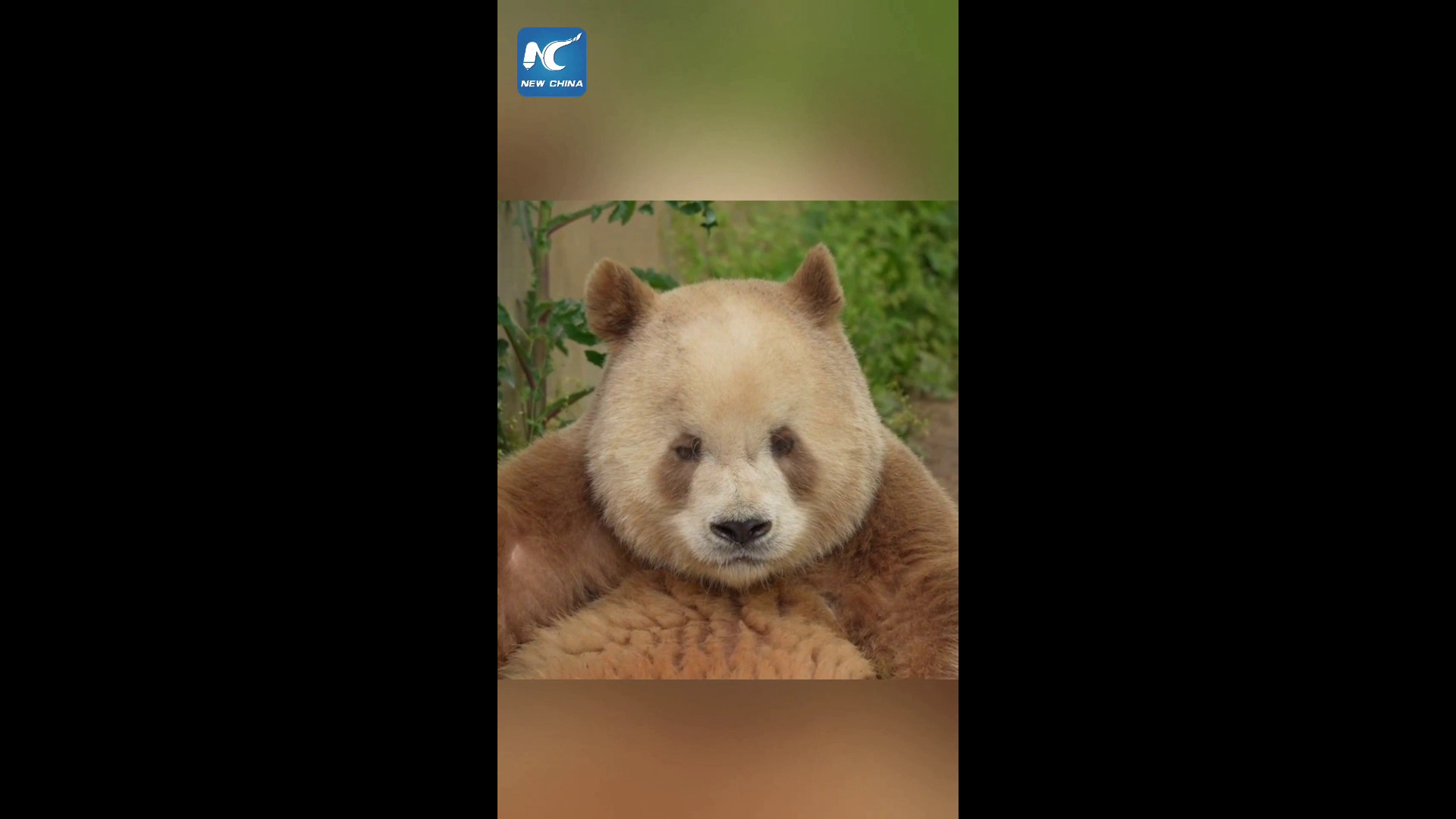 Ricevere un messaggio vocale speciale da un raro panda bruno