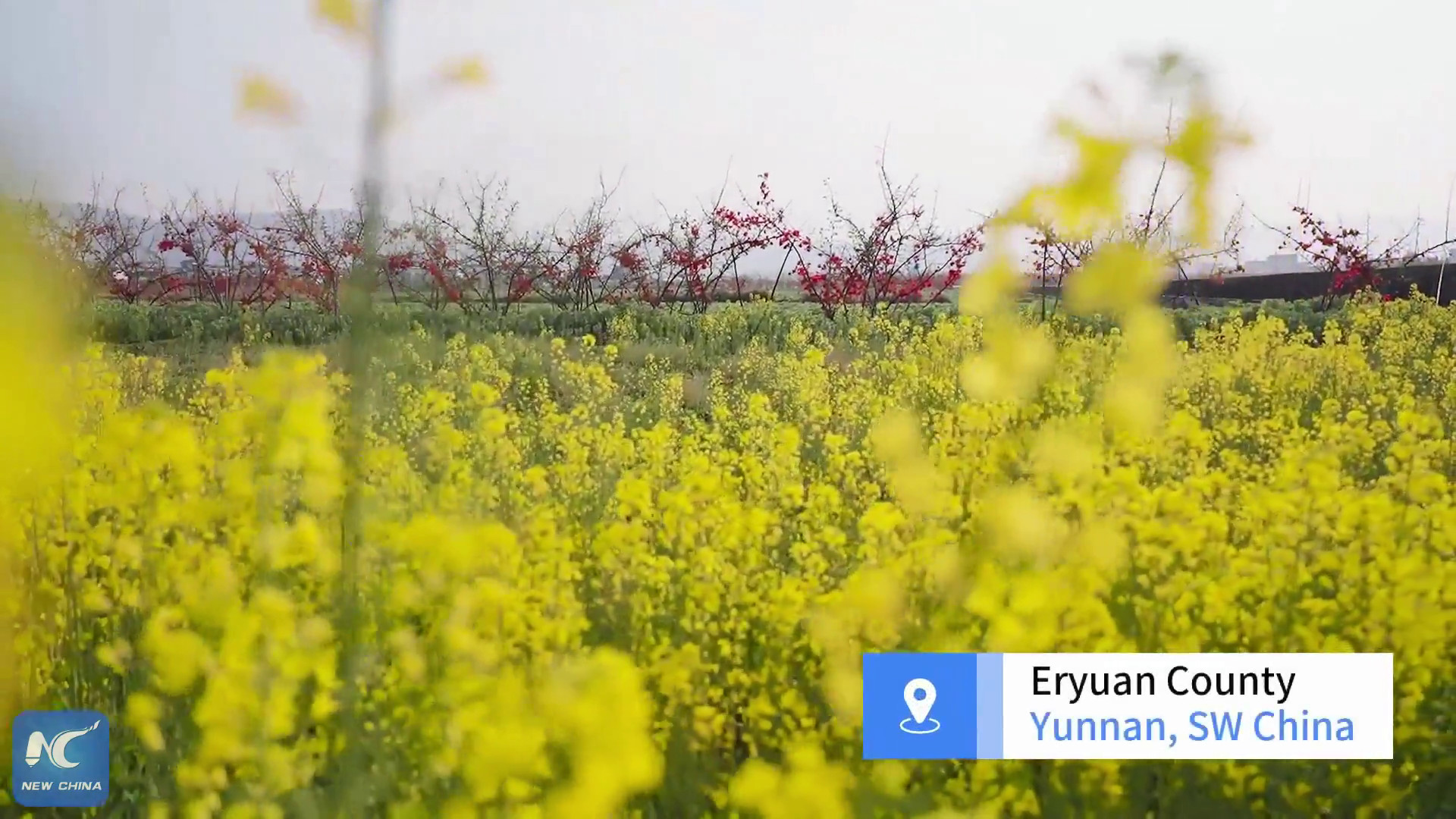 Cina: le fioriture primaverili richiamano visitatori a Dali