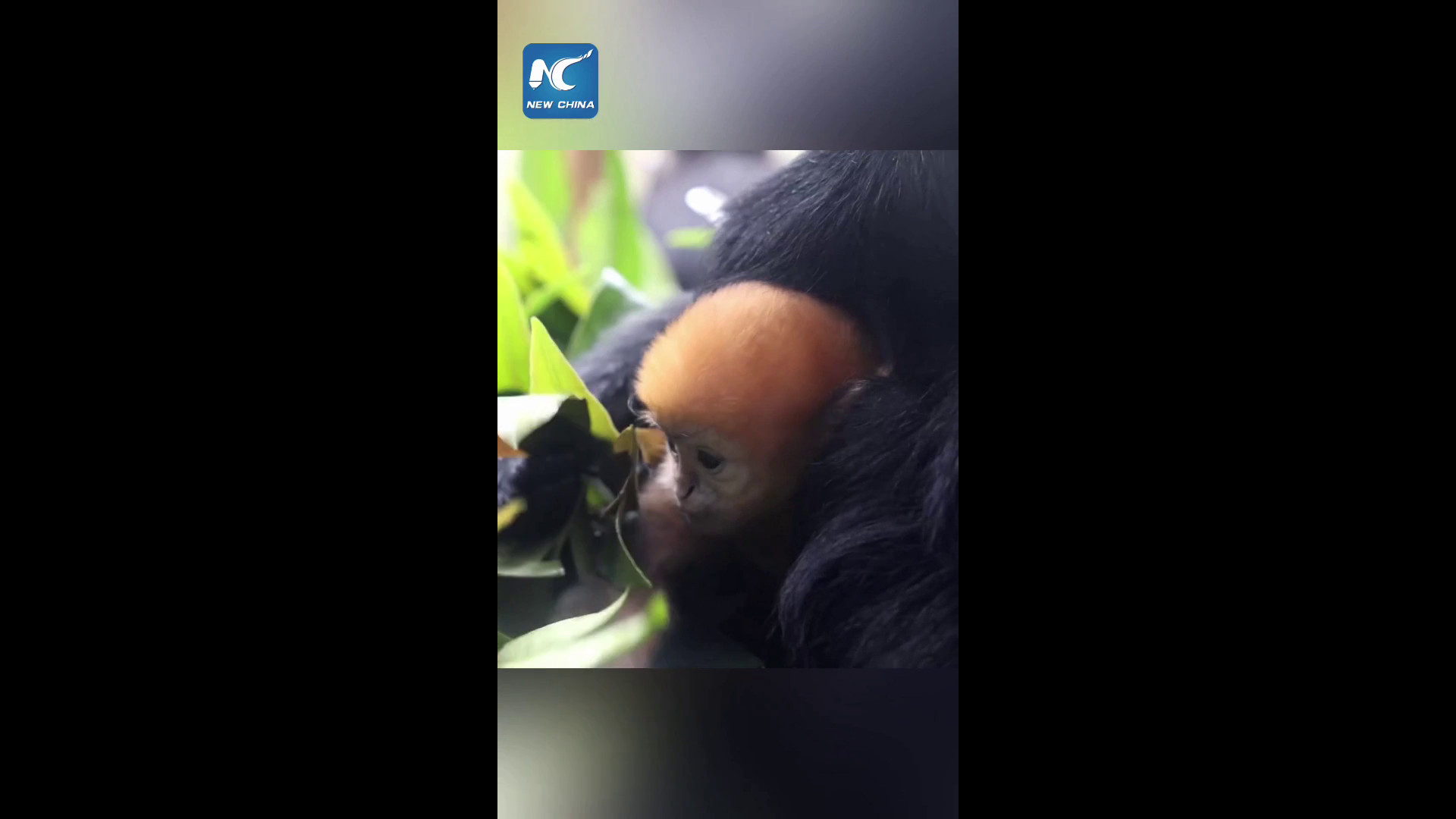 Cina: cucciolo di langur dagli occhiali nato al Guangzhou Chimelong Safari Park