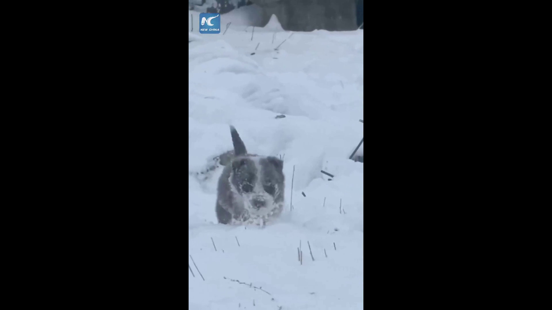 Cina, cucciolo di cane da pastore sfida la neve per radunare le pecore