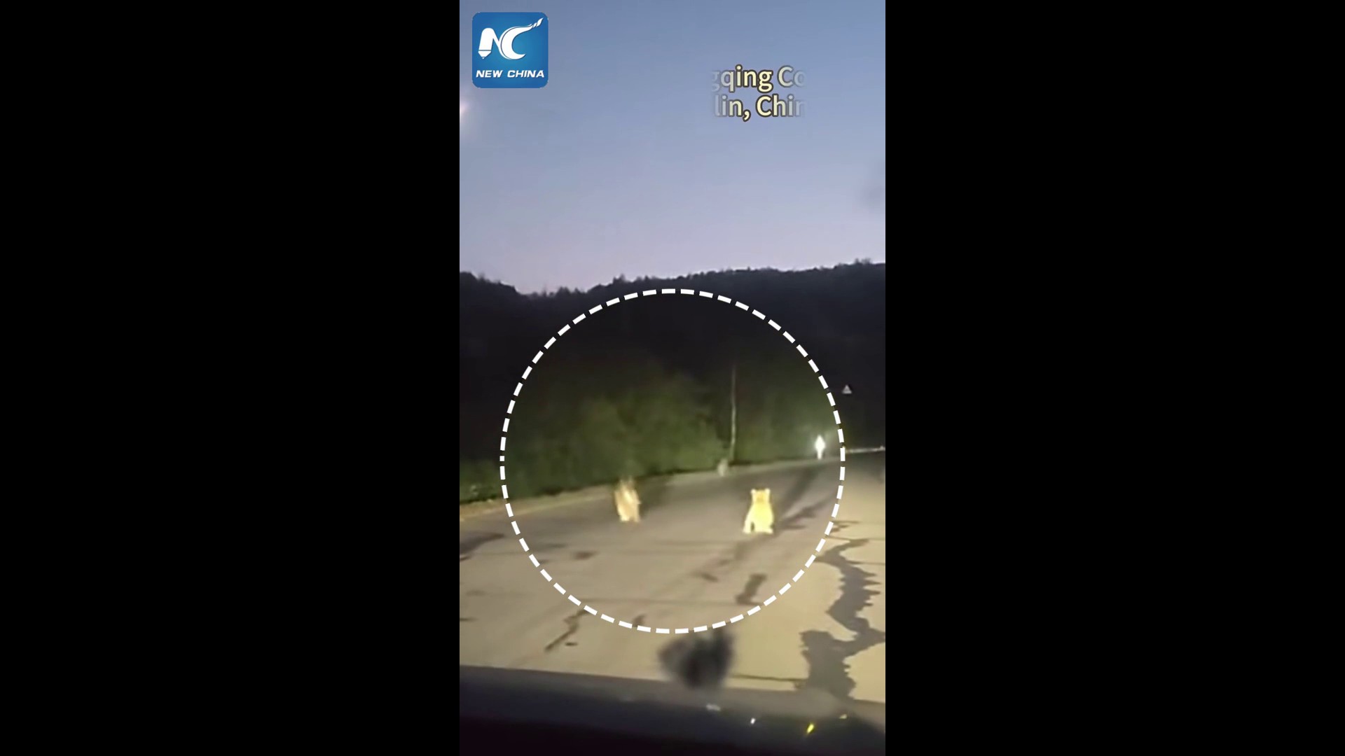 Cina, famiglia di tigri siberiane selvatiche avvistata in strada