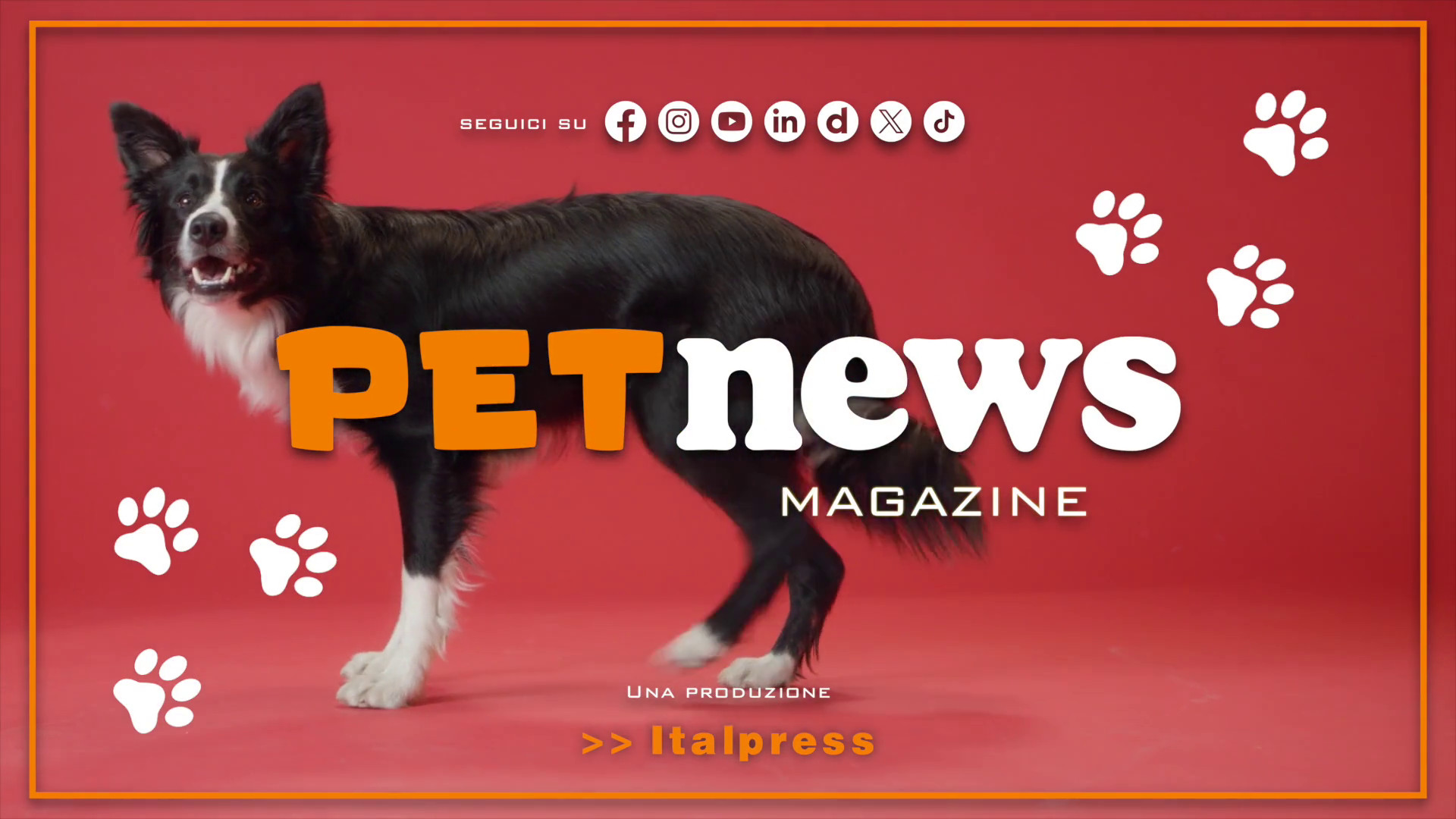 PetNews Magazine - 3/8/2026