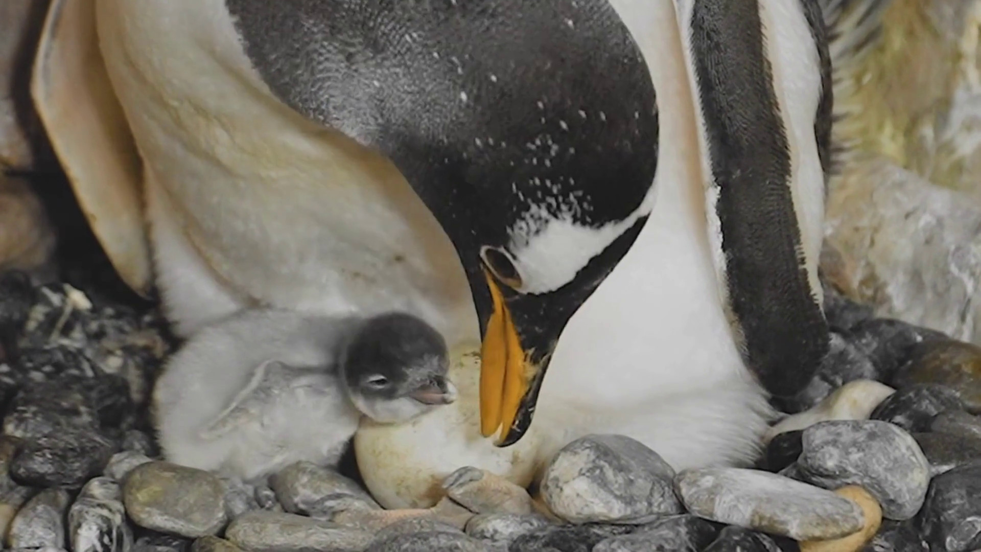 Acquario di Genova, nati tre pulcini di pinguino, le prime immagini