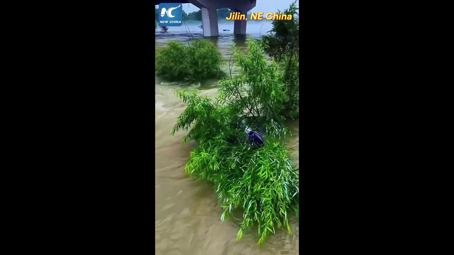 Cina: drone salva un gatto bloccato nel fiume in piena nel Jilin