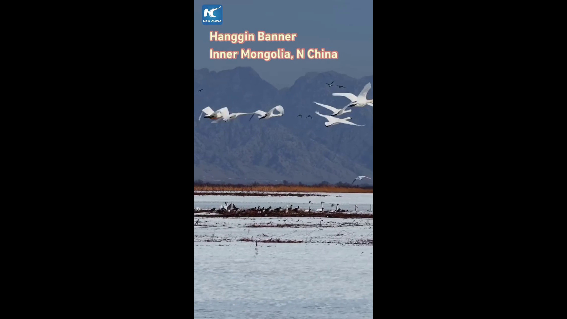 Nord della Cina, uccelli migratori in una zona umida annunciano arrivo primavera