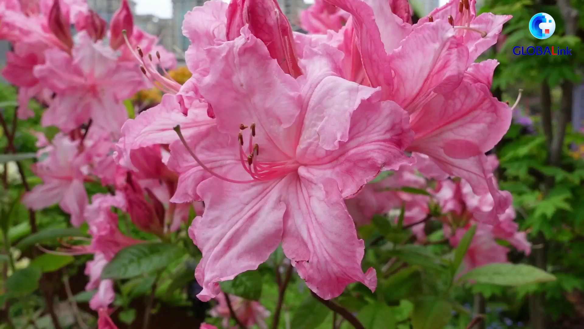 Cina, l’Hamburg Garden allo Shanghai International Flower Festival 2026