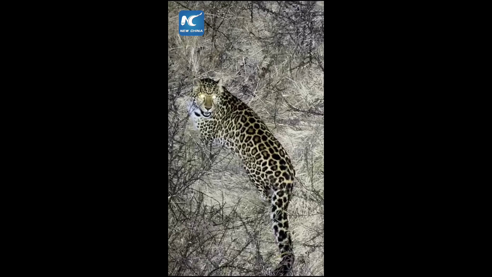 Cina: famiglia di tre leopardi avvistata nel Ningxia