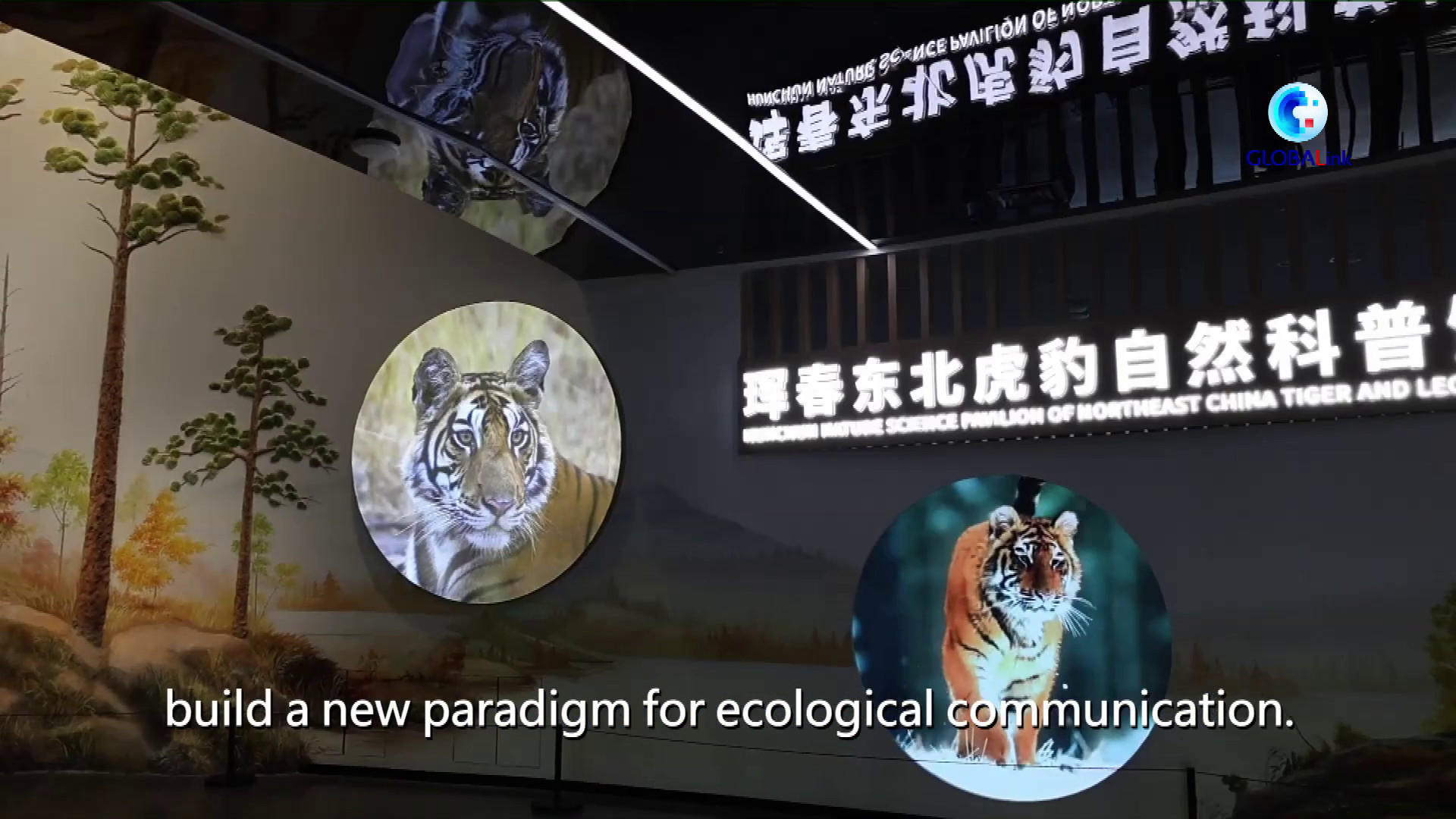 Cina: scambi con Russia su tigre Amur rafforzano cooperazione transfrontaliera