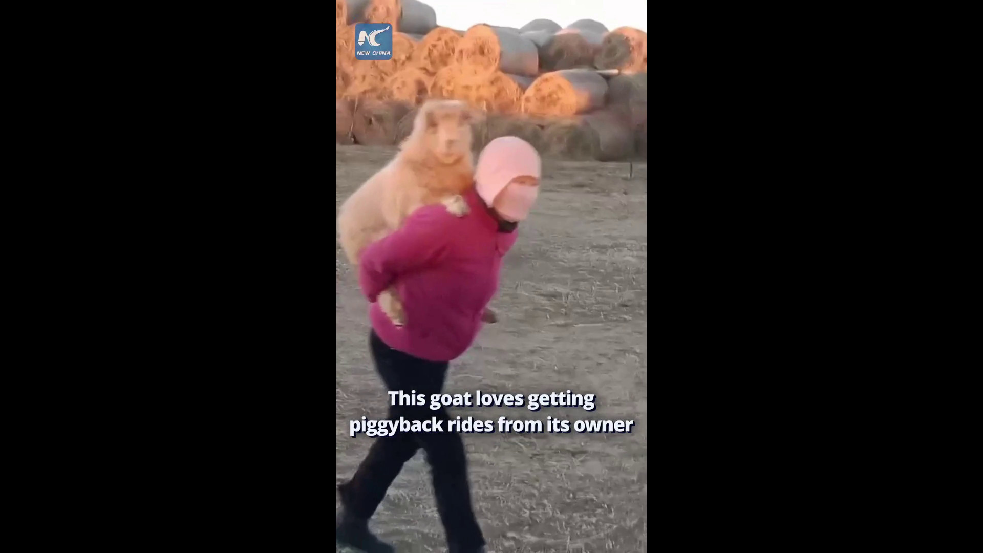 Cina, capra adora farsi portare sulle spalle dal suo proprietario