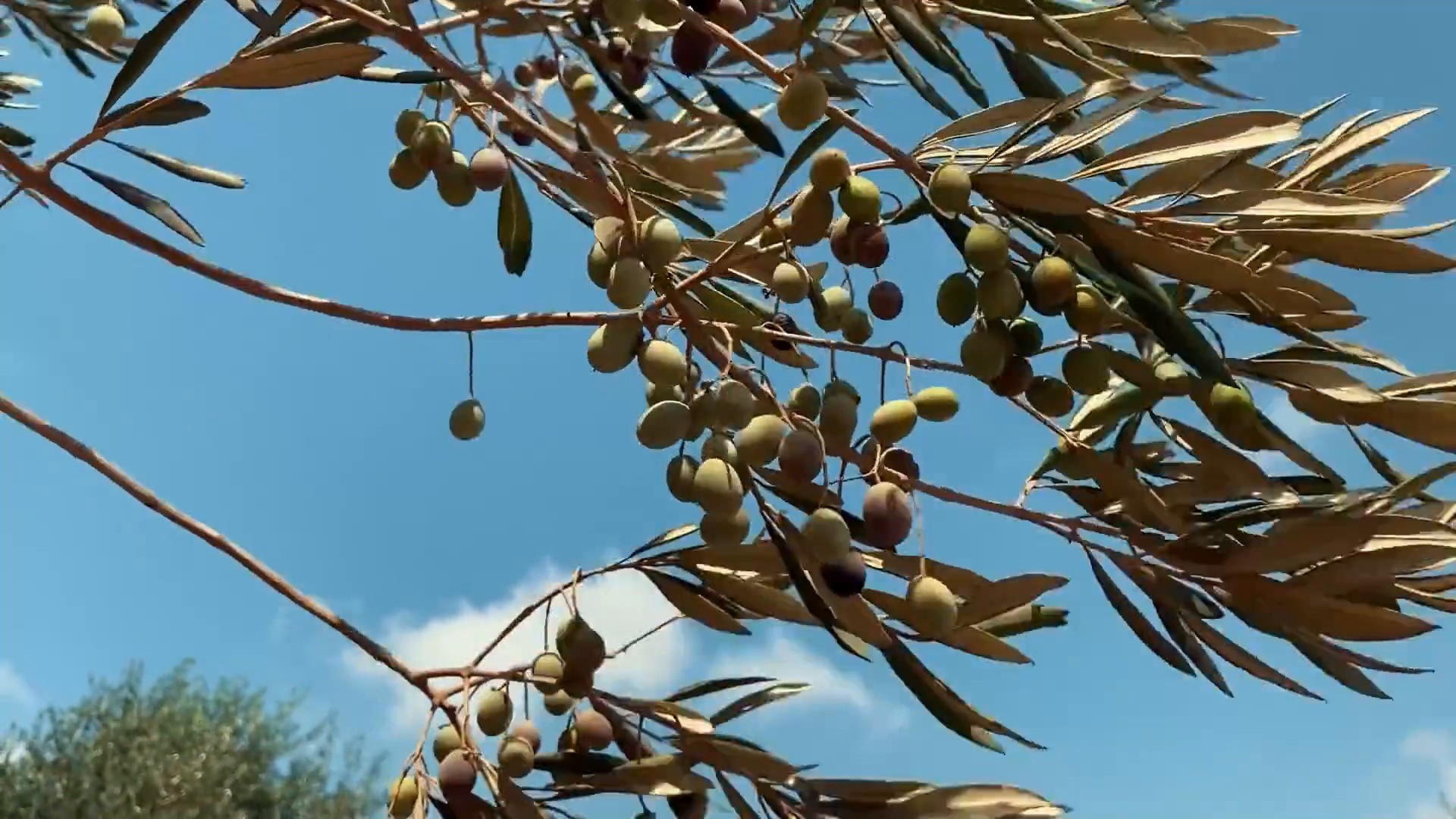 Olio, sostegno alla filiera tra emergenze e rilancio