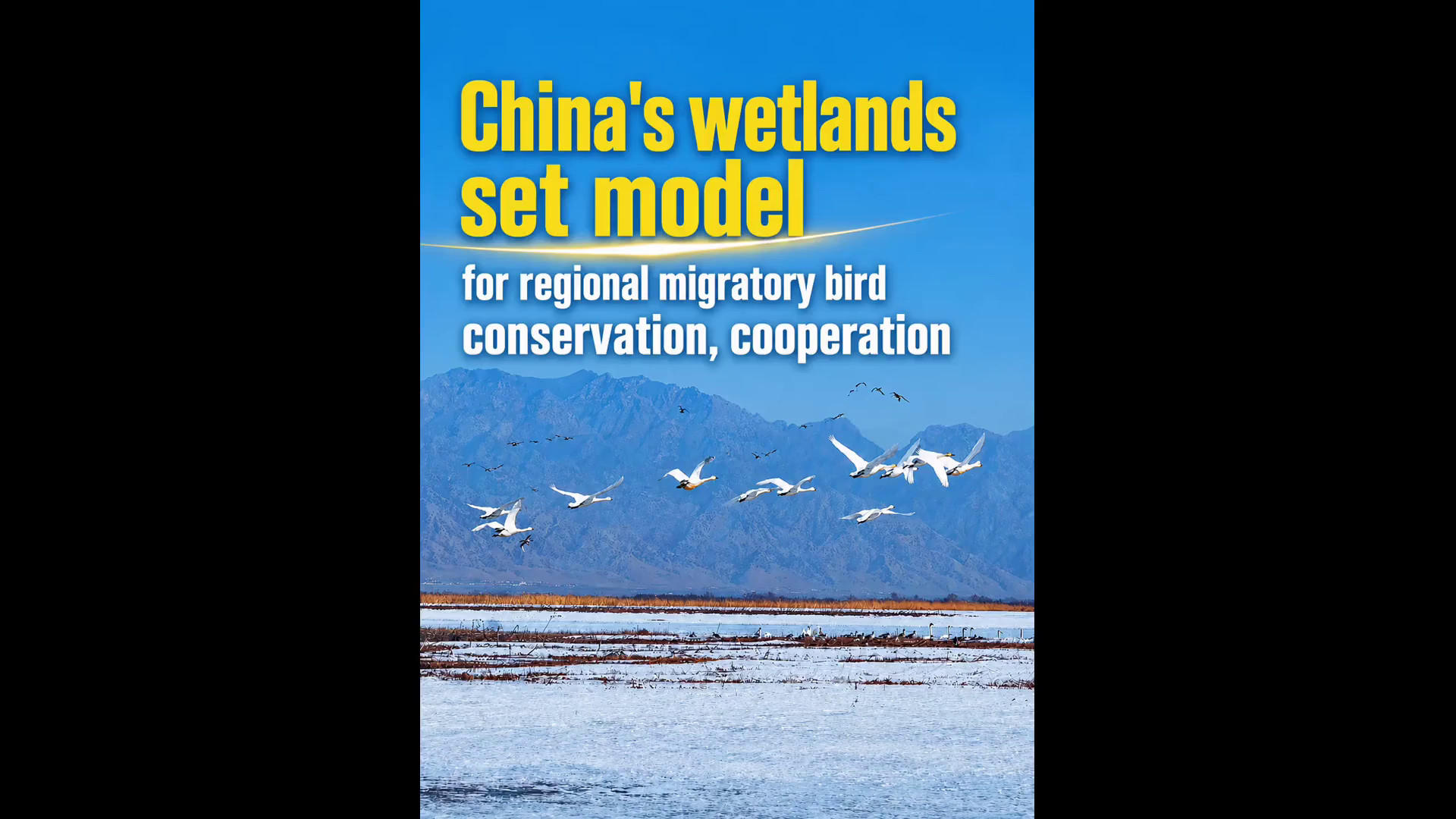 Cina: zone umide modello per conservazione e cooperazione su uccelli migratori