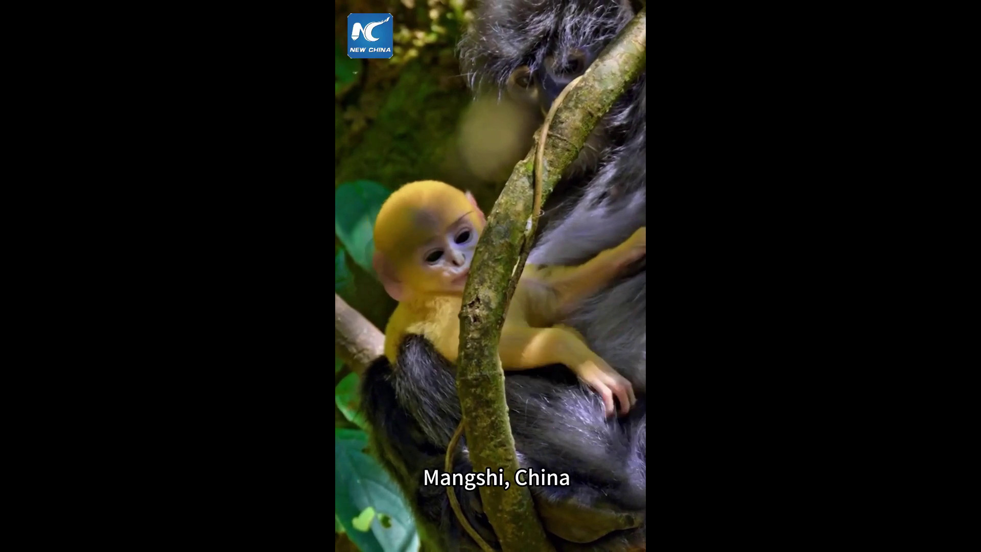 Cina: cucciolo di langur dal manto dorato avvistato nello Yunnan