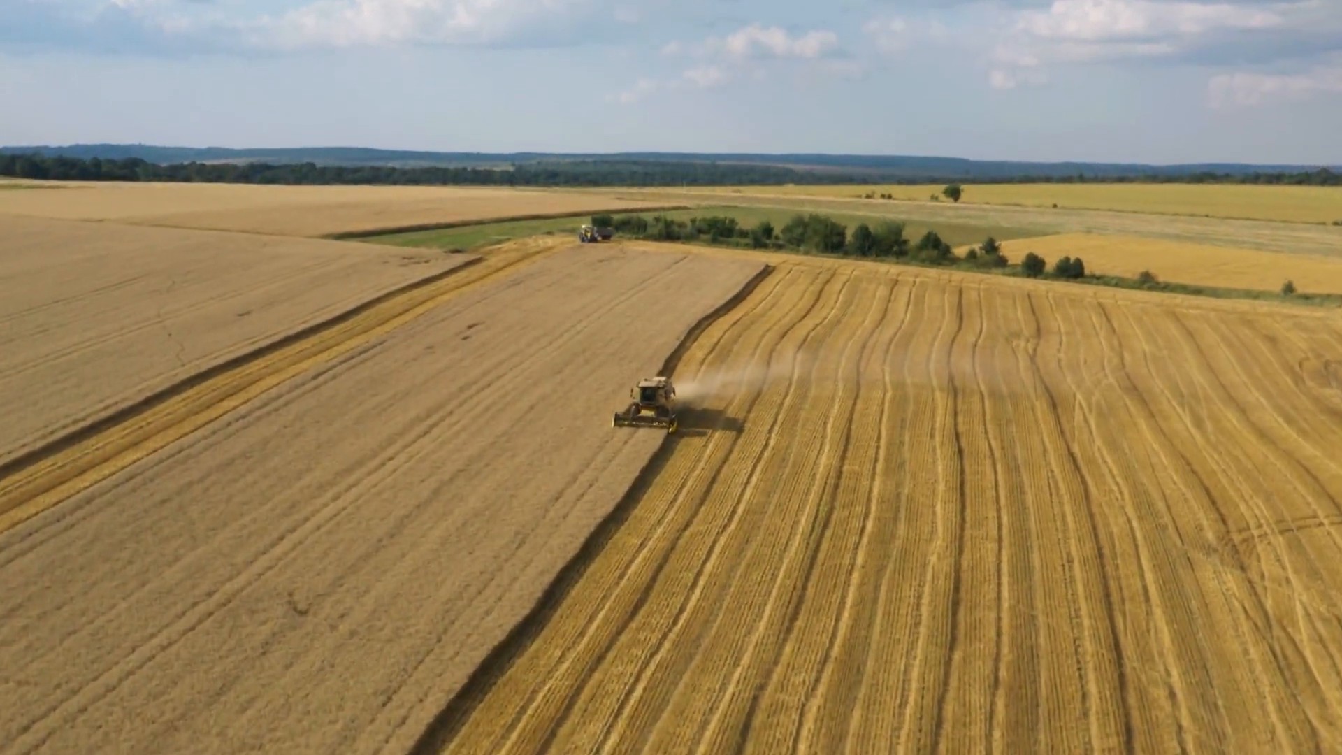 Grano, rese record ma gli agricoltori sono in difficoltà