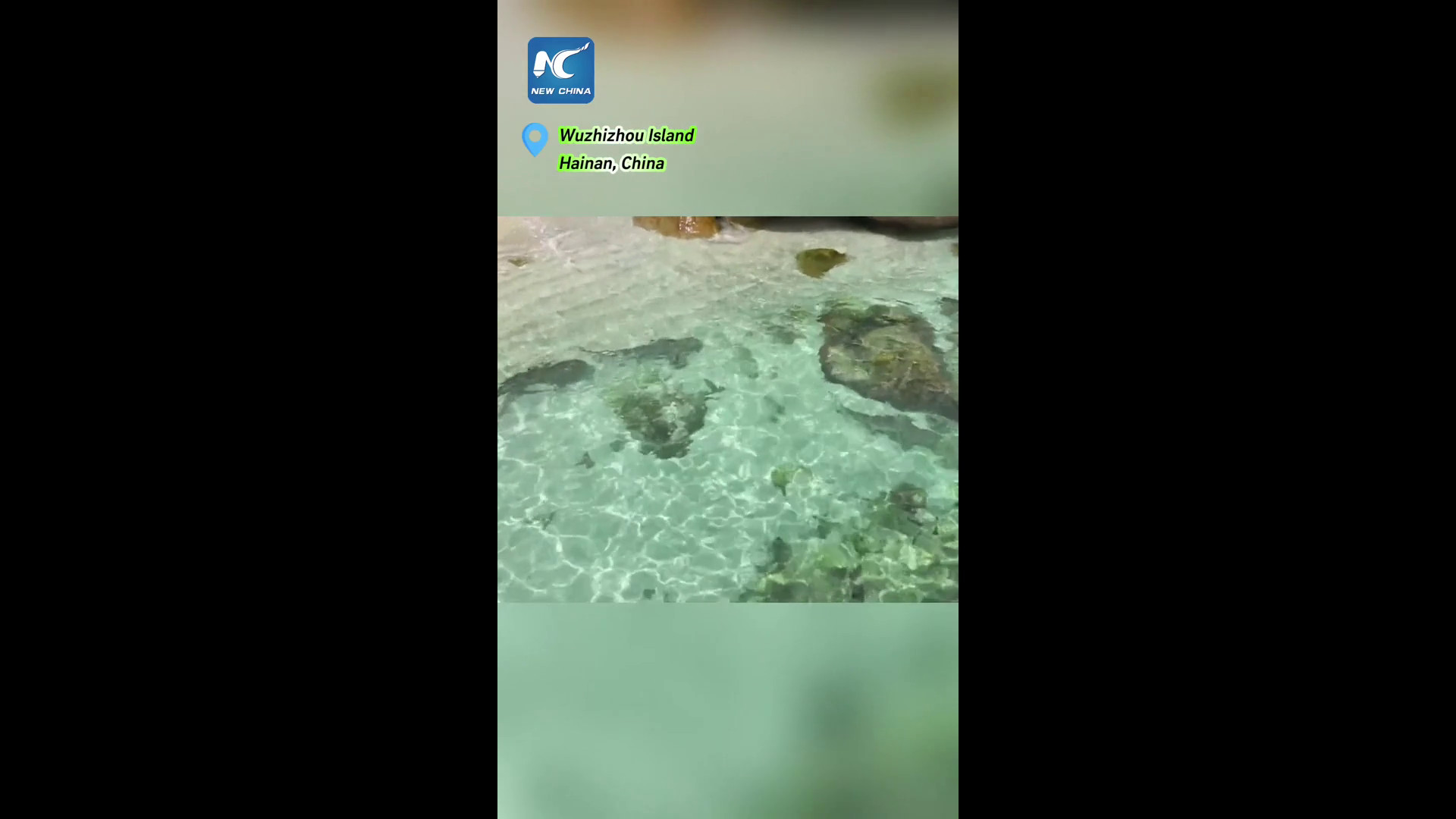 Cina, squali pinna nera riappaiono al largo dell’isola di Wuzhizhou